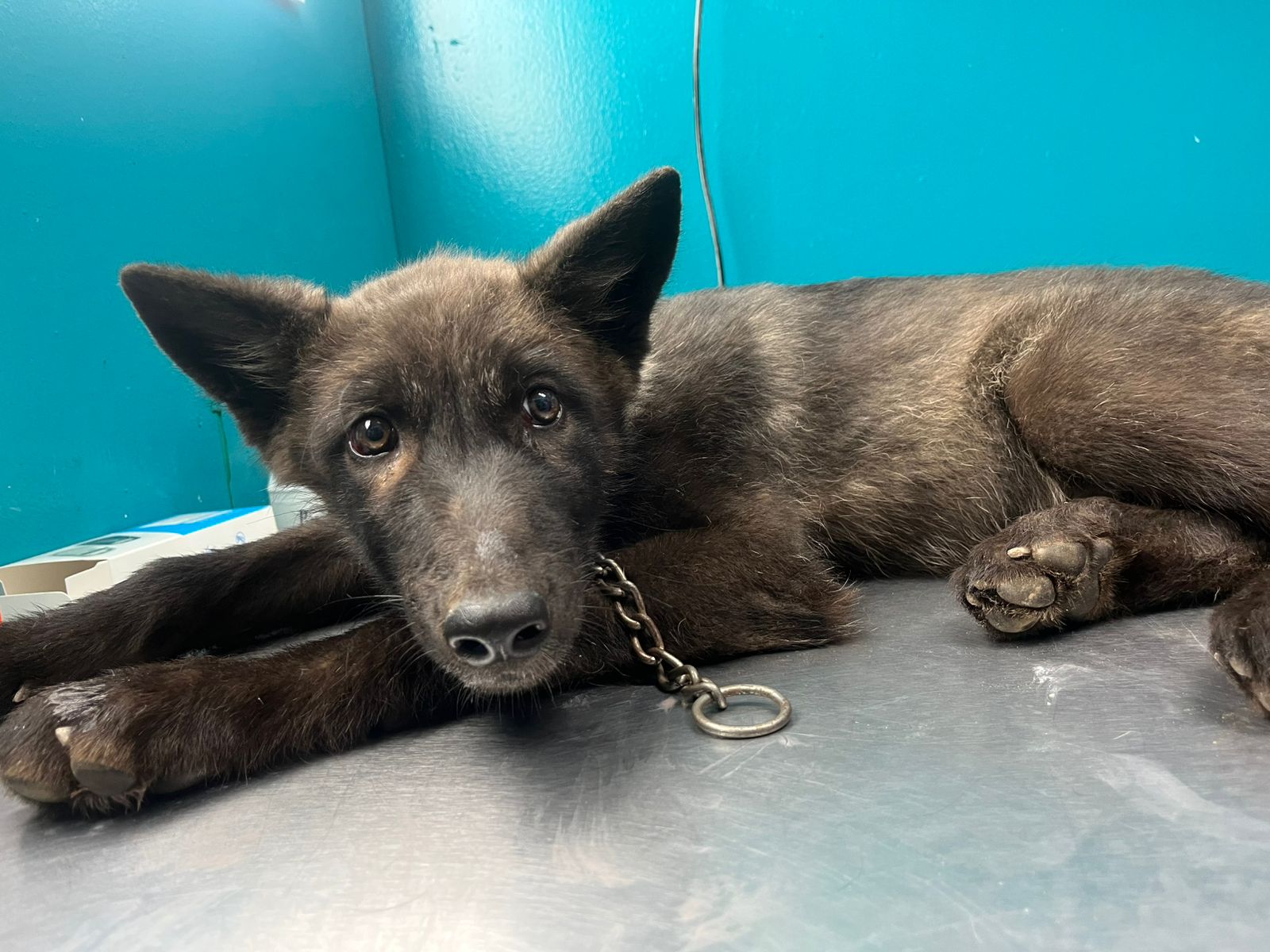 Foto de Lassie con microchip 990000012843093