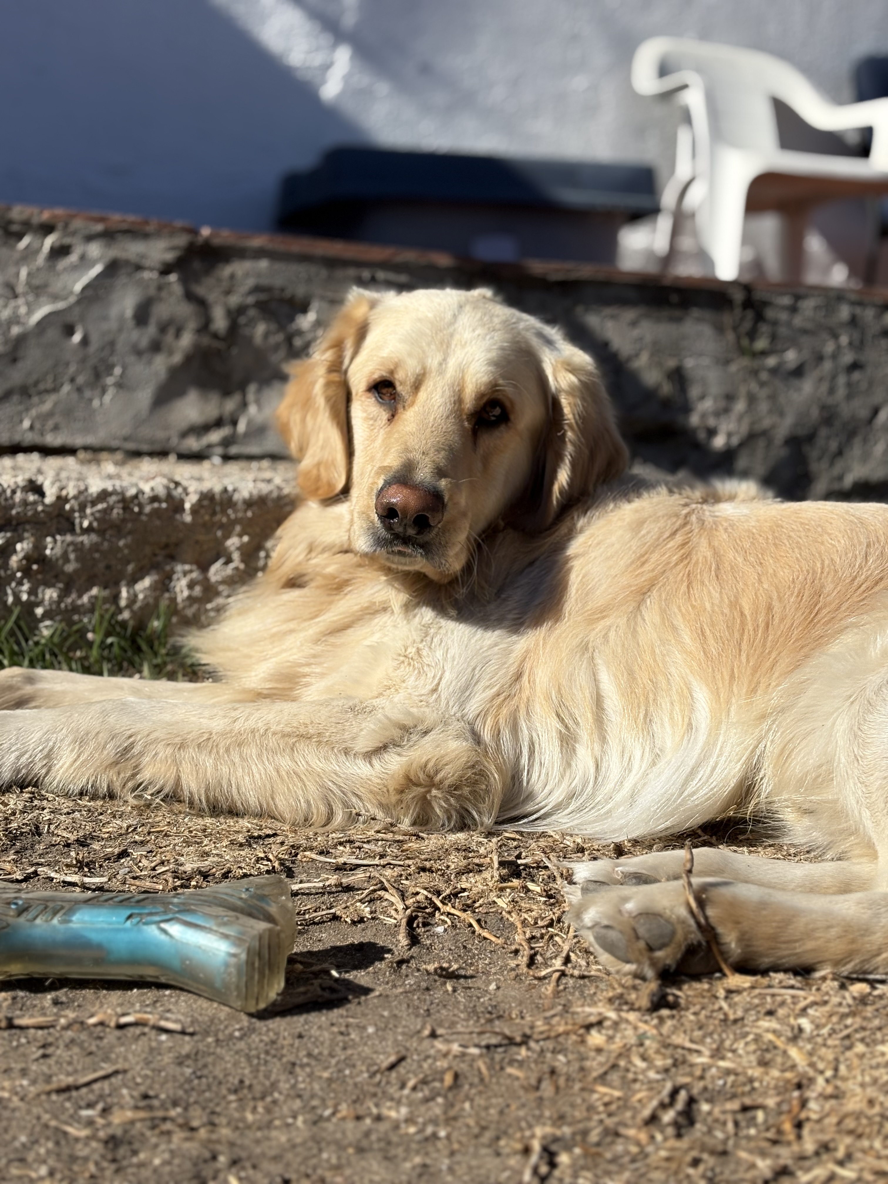 Foto de Apolo con microchip 990000012848833