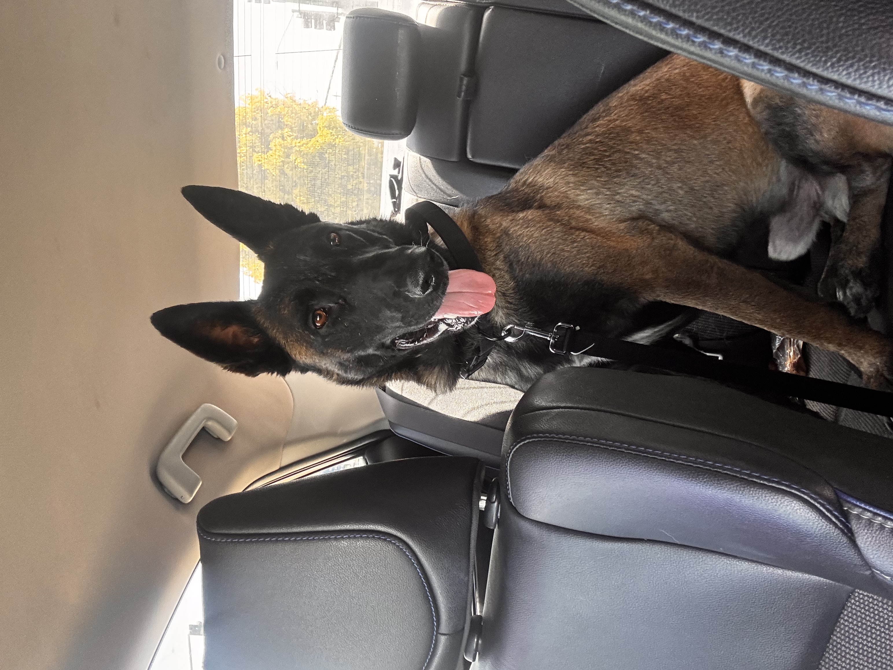 Foto de Morgan con microchip 990000012834001