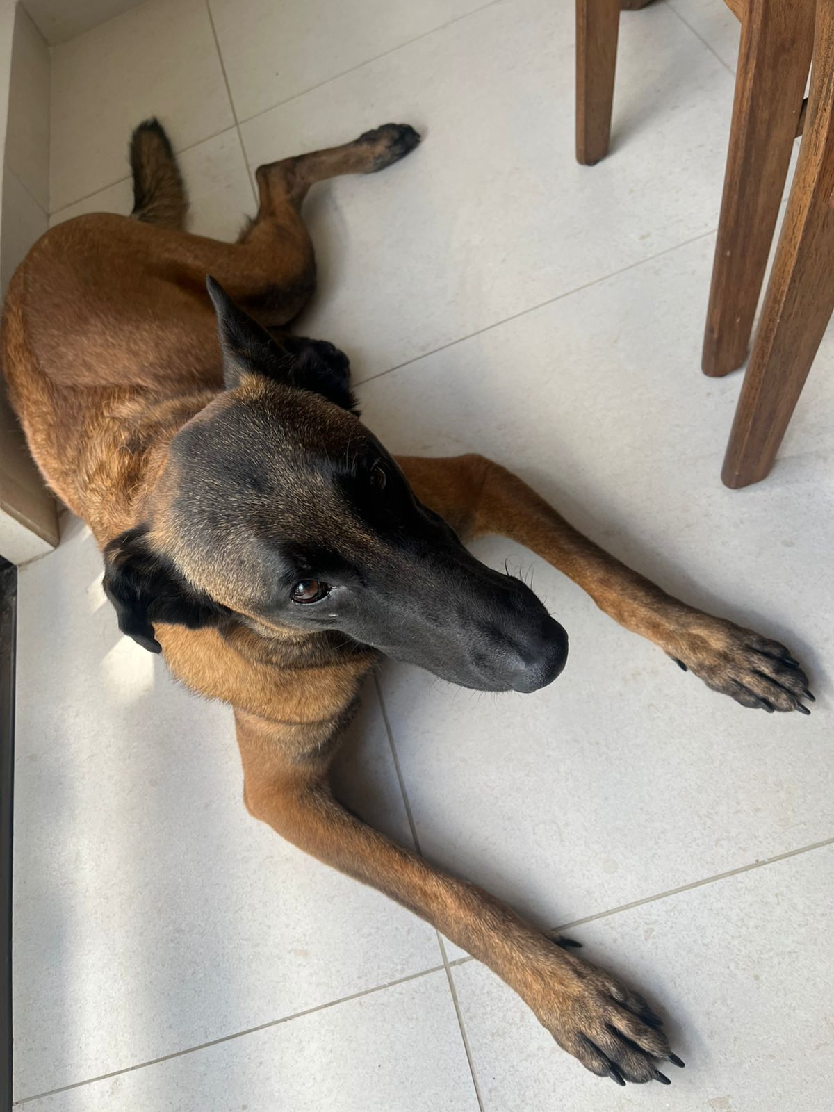 Foto de Mila con microchip 990000012840939