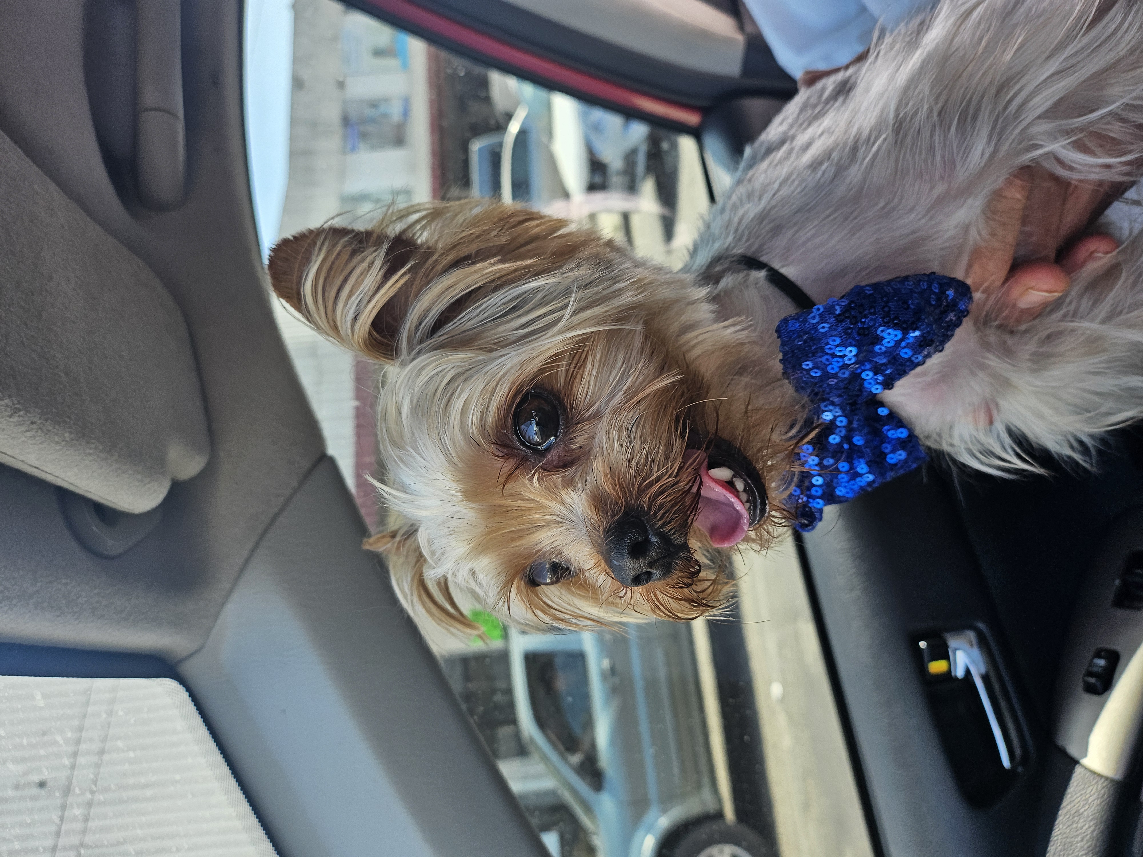 Foto de Max con microchip 990000012843823