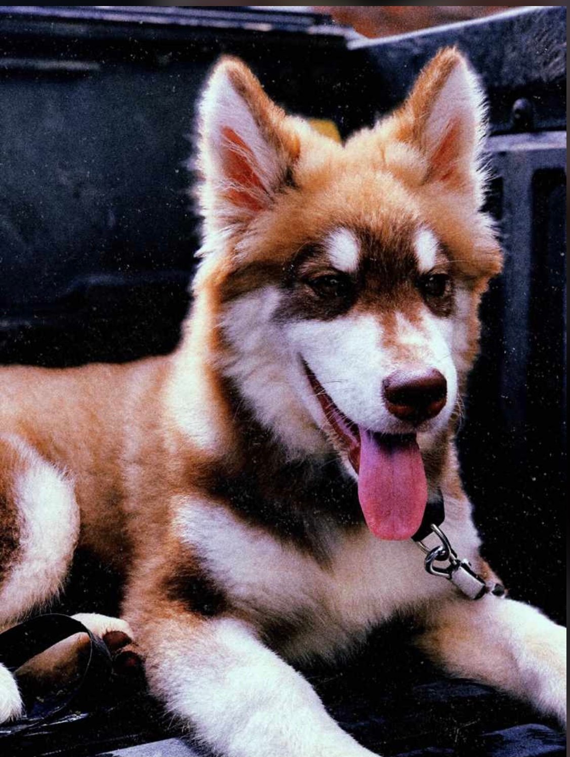 Foto de Baloo con microchip 990000012847352