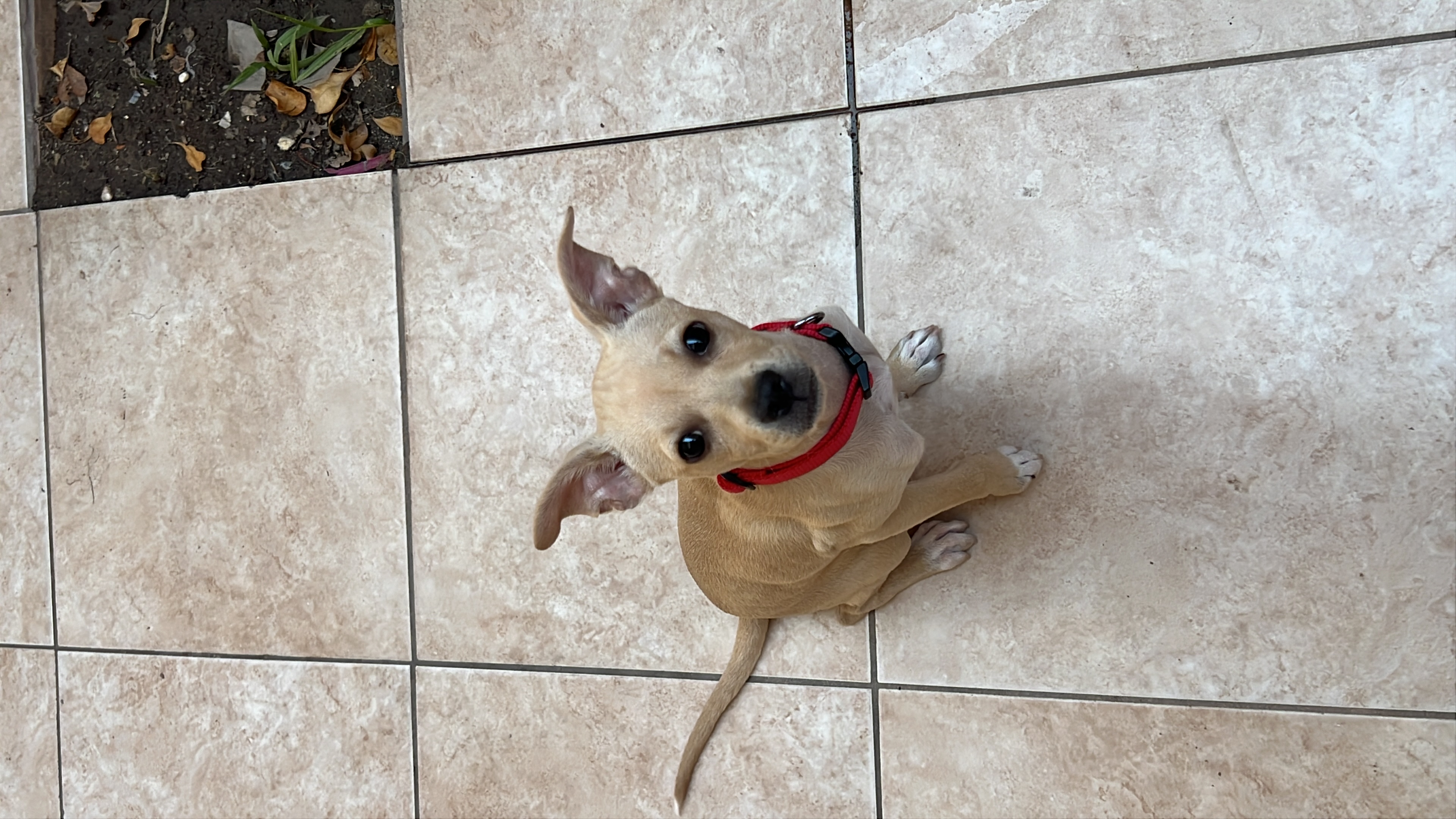 Foto de Nala con microchip 990000012849567