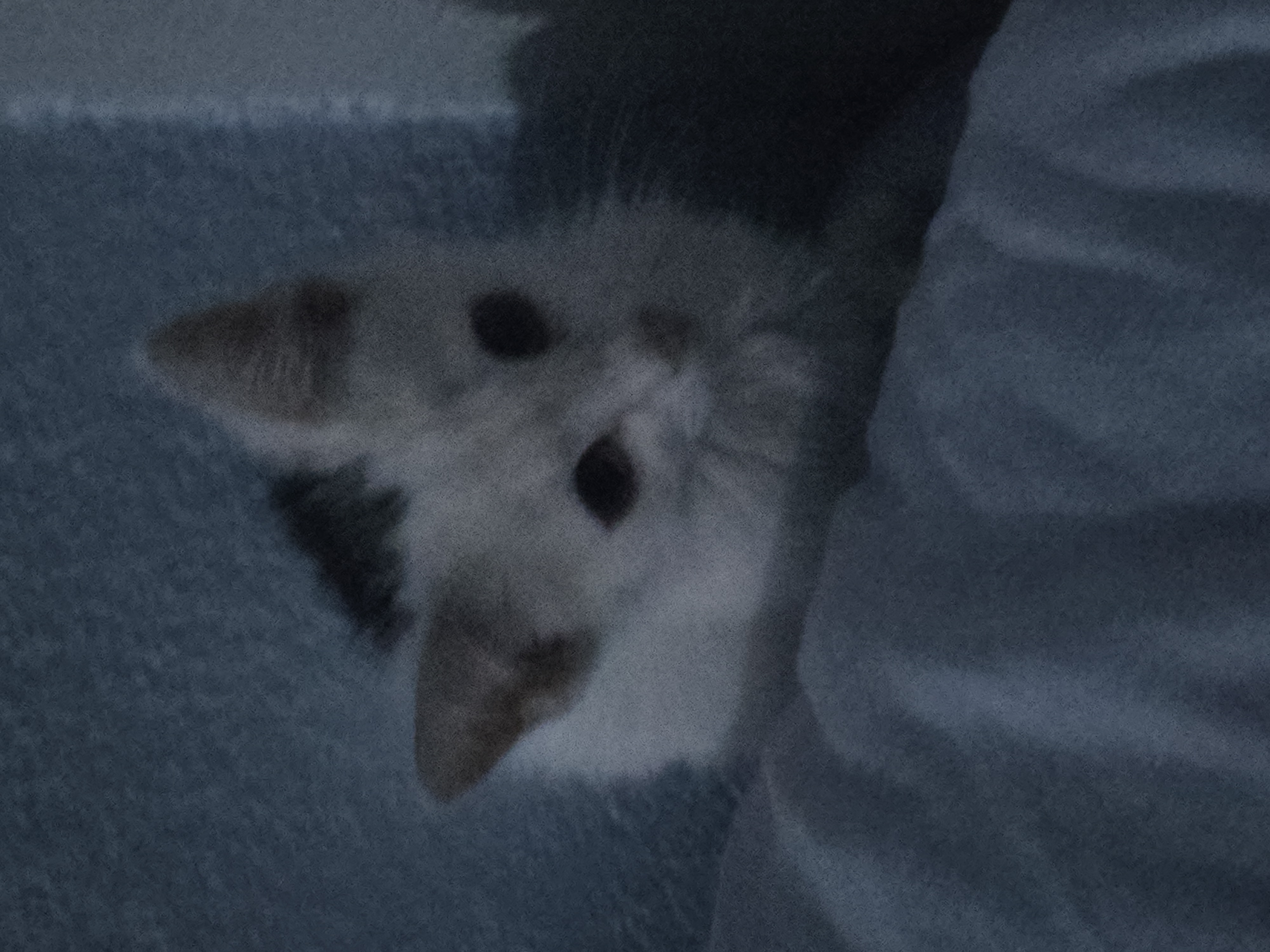 Foto de Jacob con microchip 990000012845050