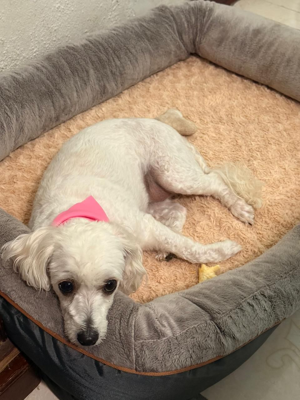 Foto de Lucy con microchip 990000014108919