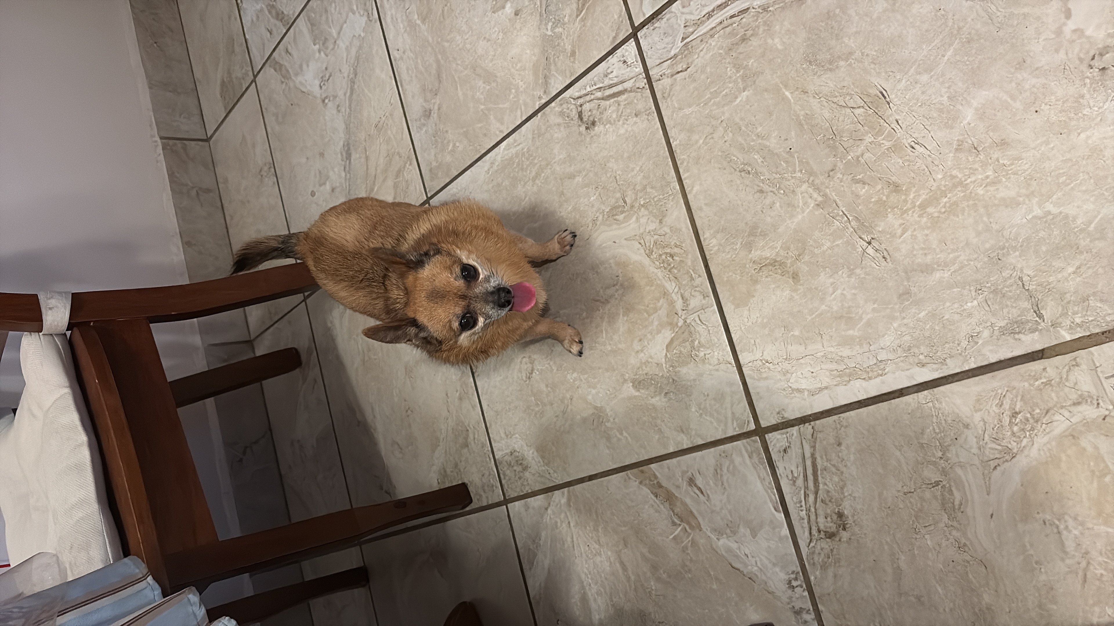 Foto de Chip con microchip 990000014111108