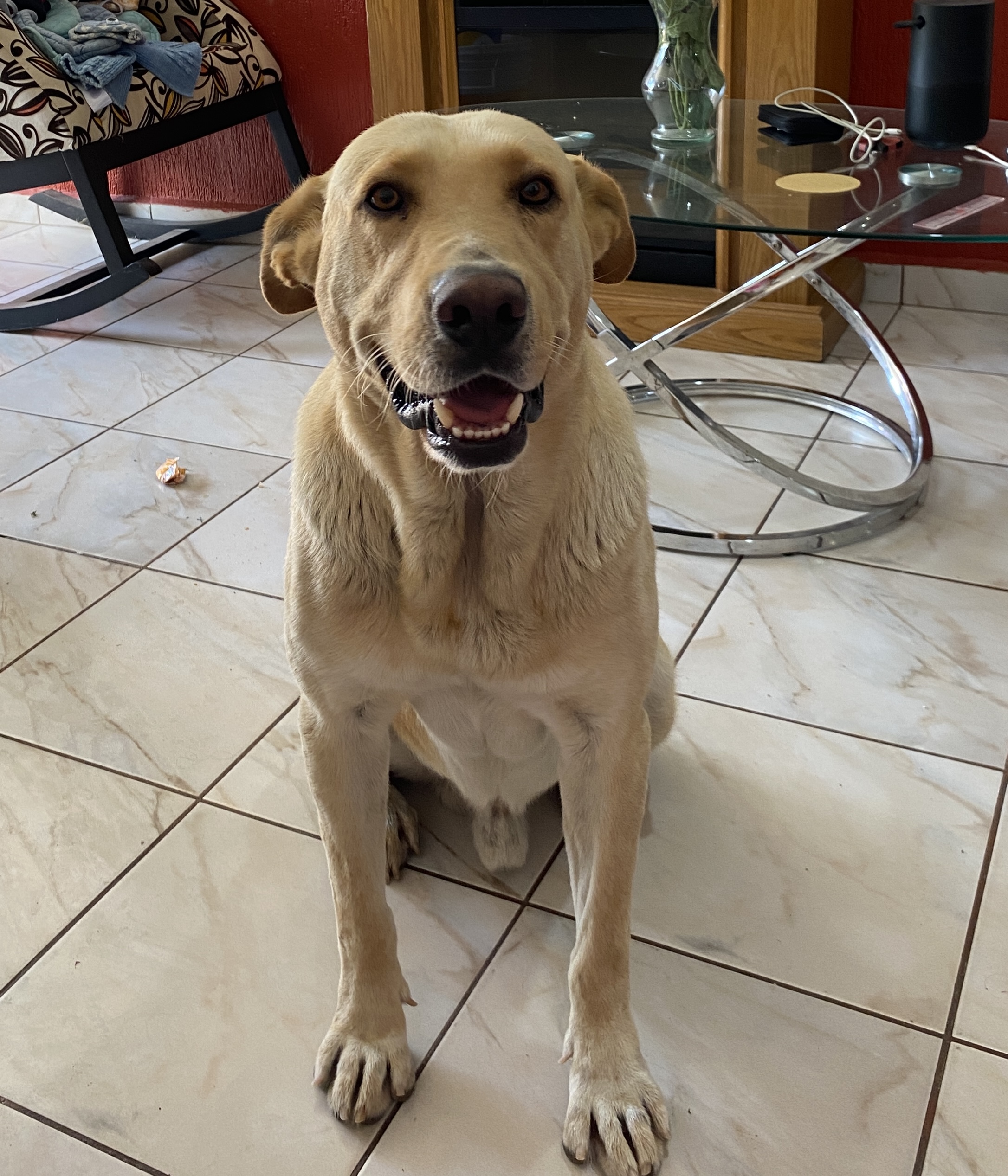 Foto de Polo con microchip 990000012848741