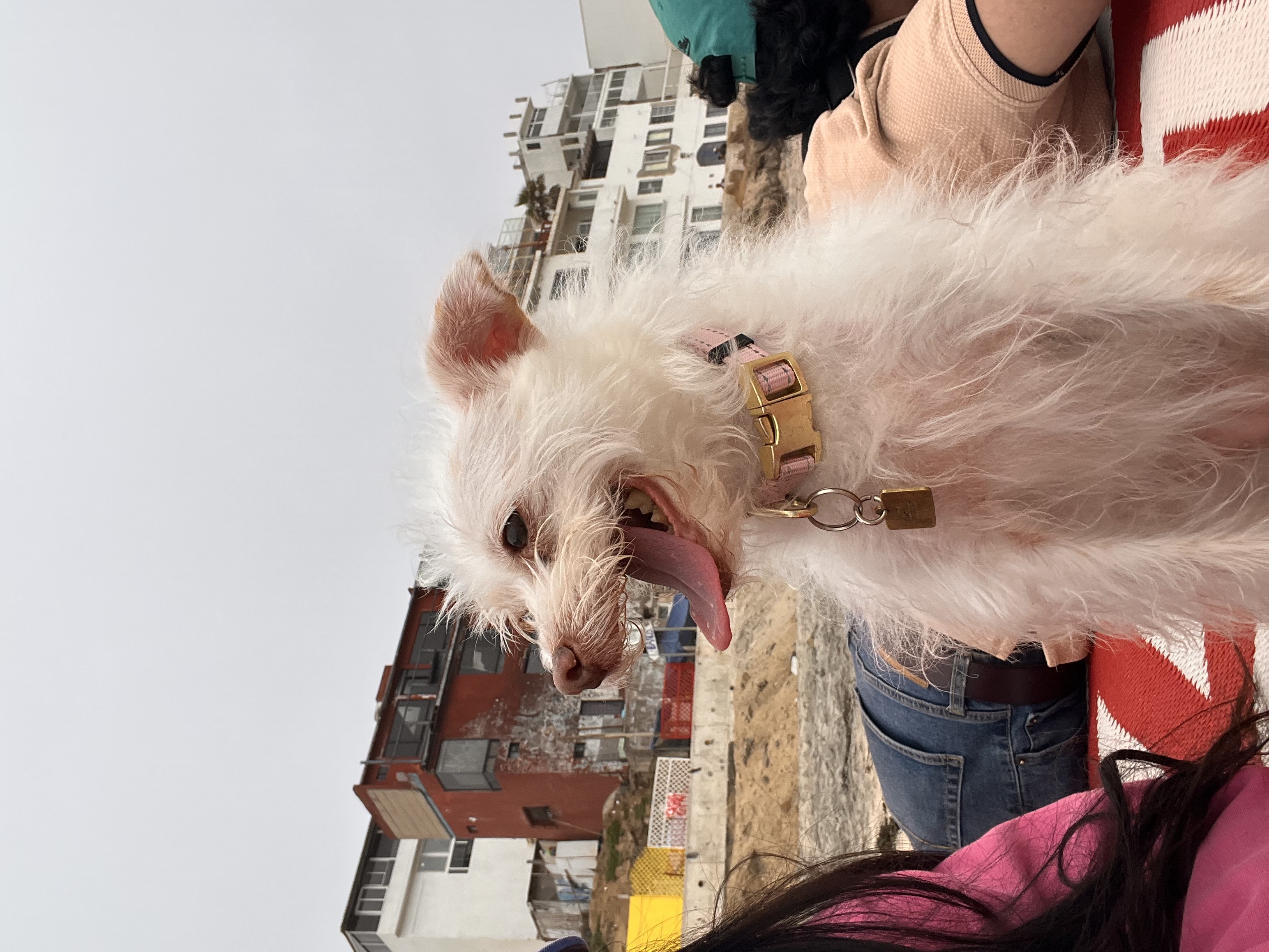 Foto de KISSY con microchip 990000014162413