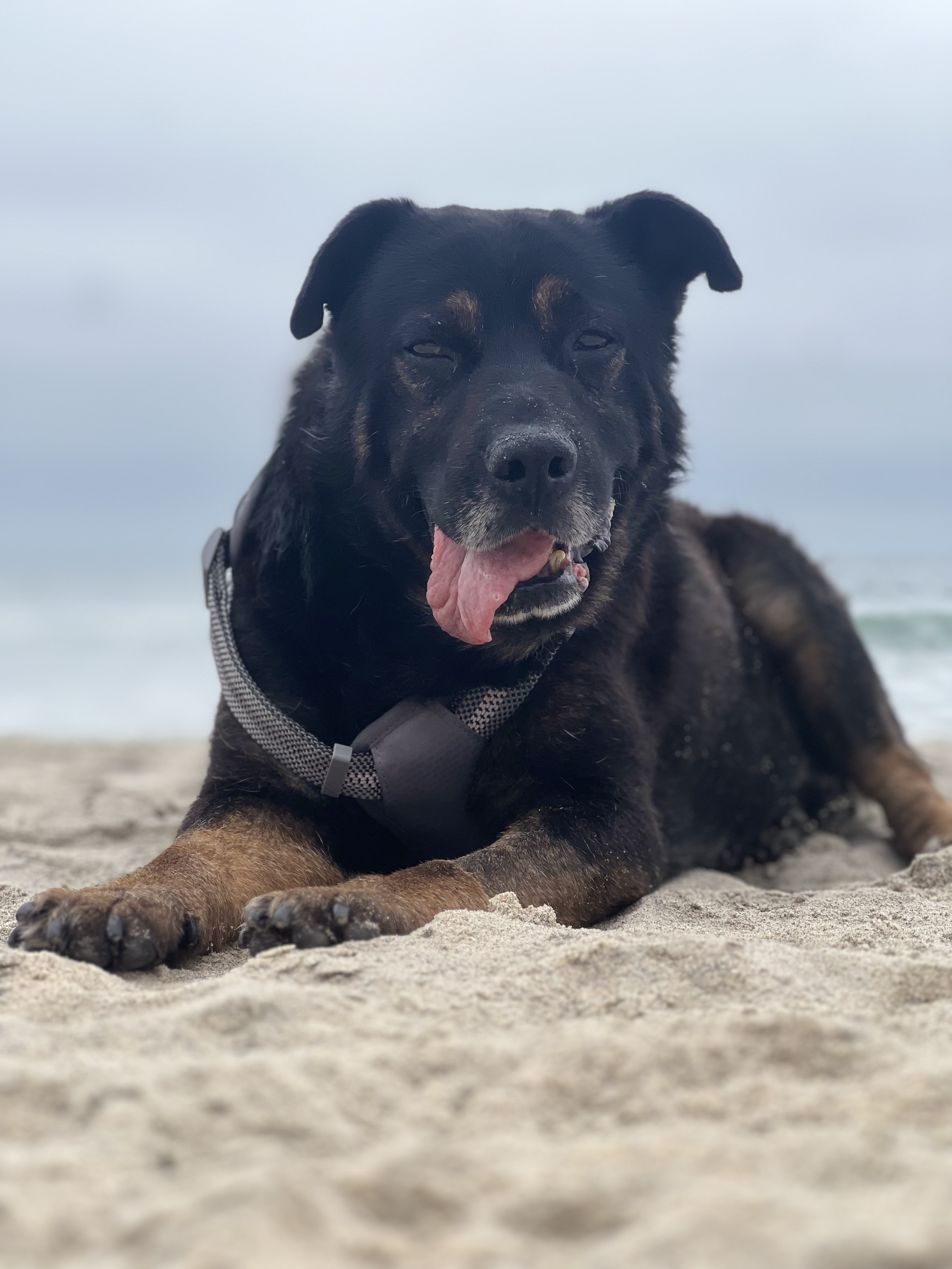 Foto de EUSEBIO con microchip 990000014164023