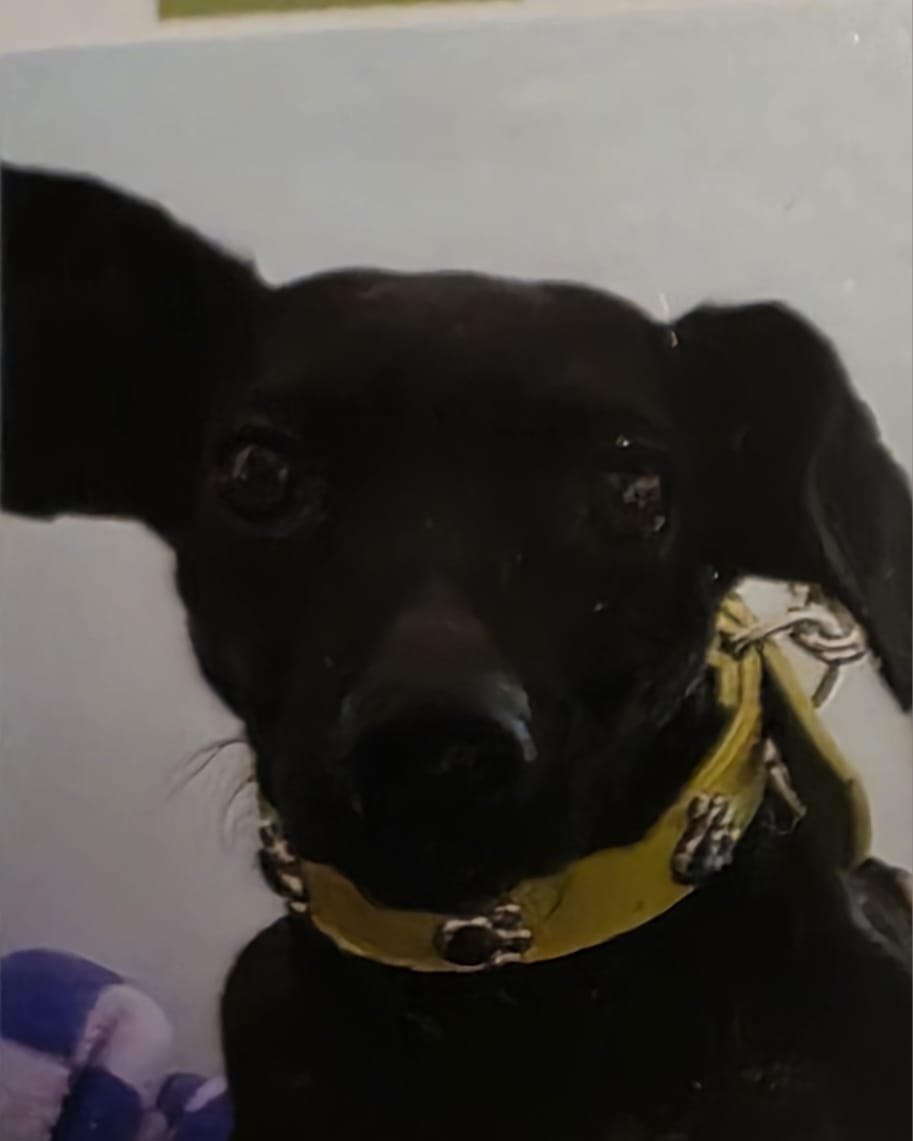 Foto de Flor con microchip 990000012841679