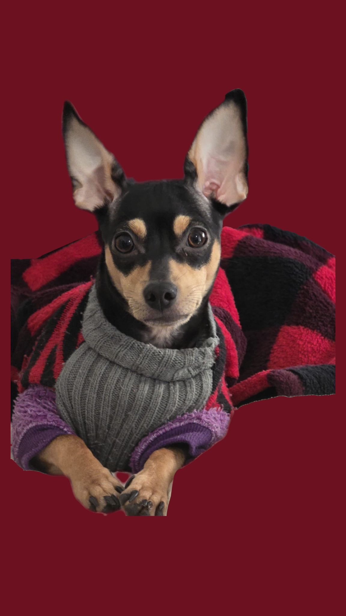 Foto de Maggie Milanesa con microchip 990000012840842