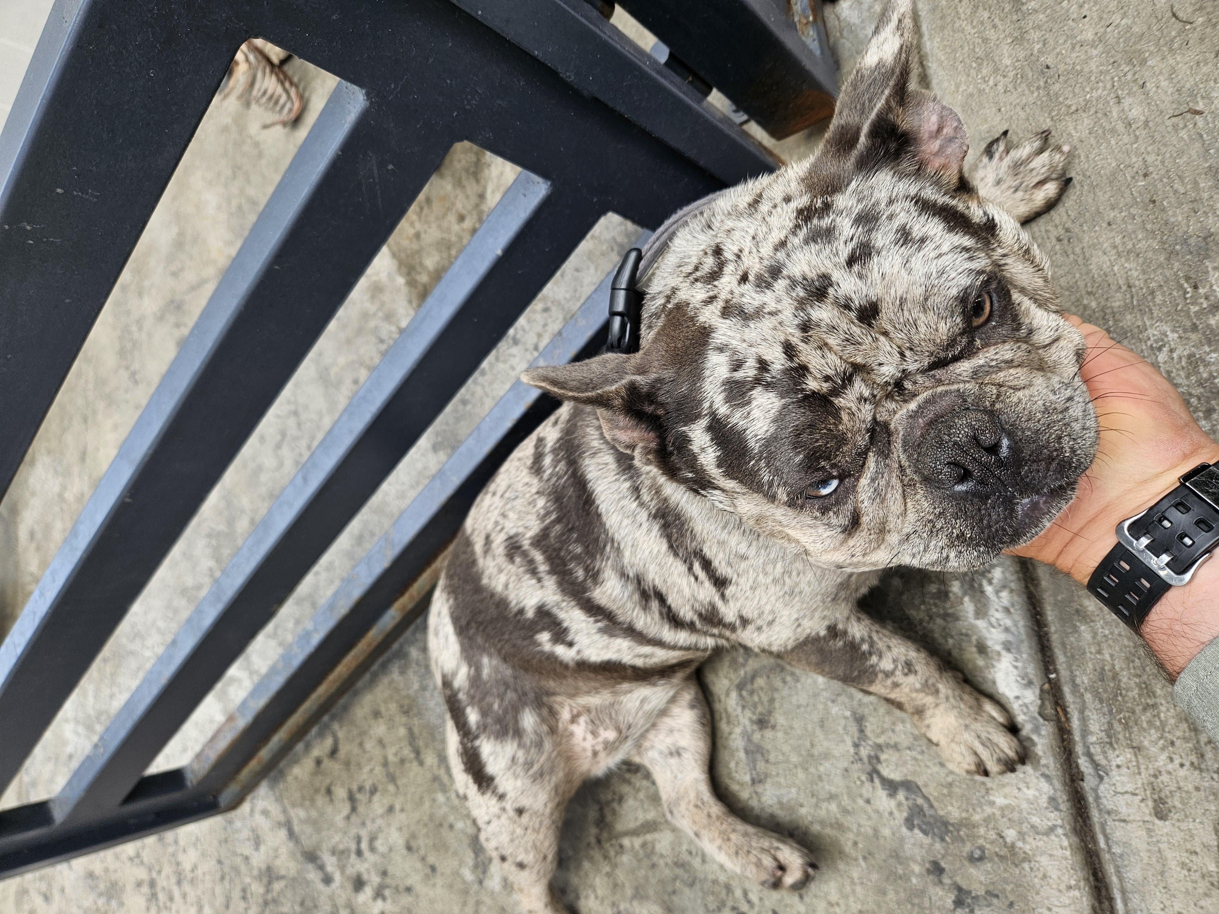 Foto de Bimba con microchip 990000012827294