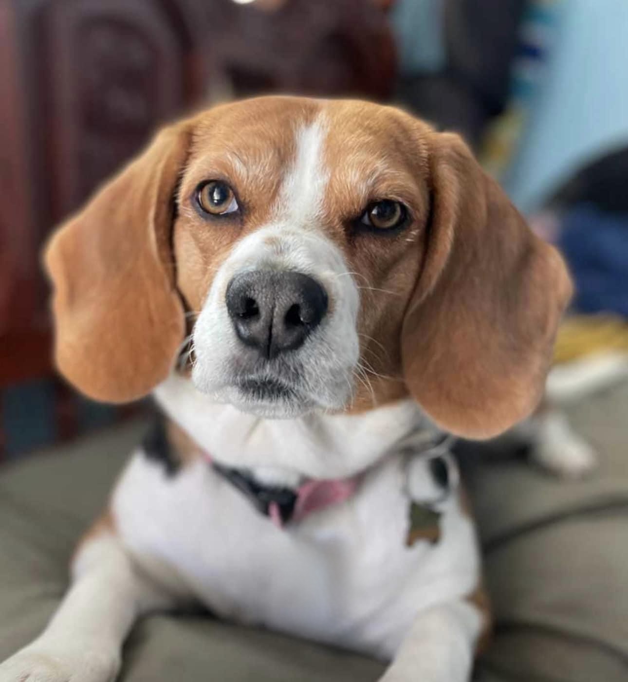 Foto de Camila Rubí con microchip 900263000639182