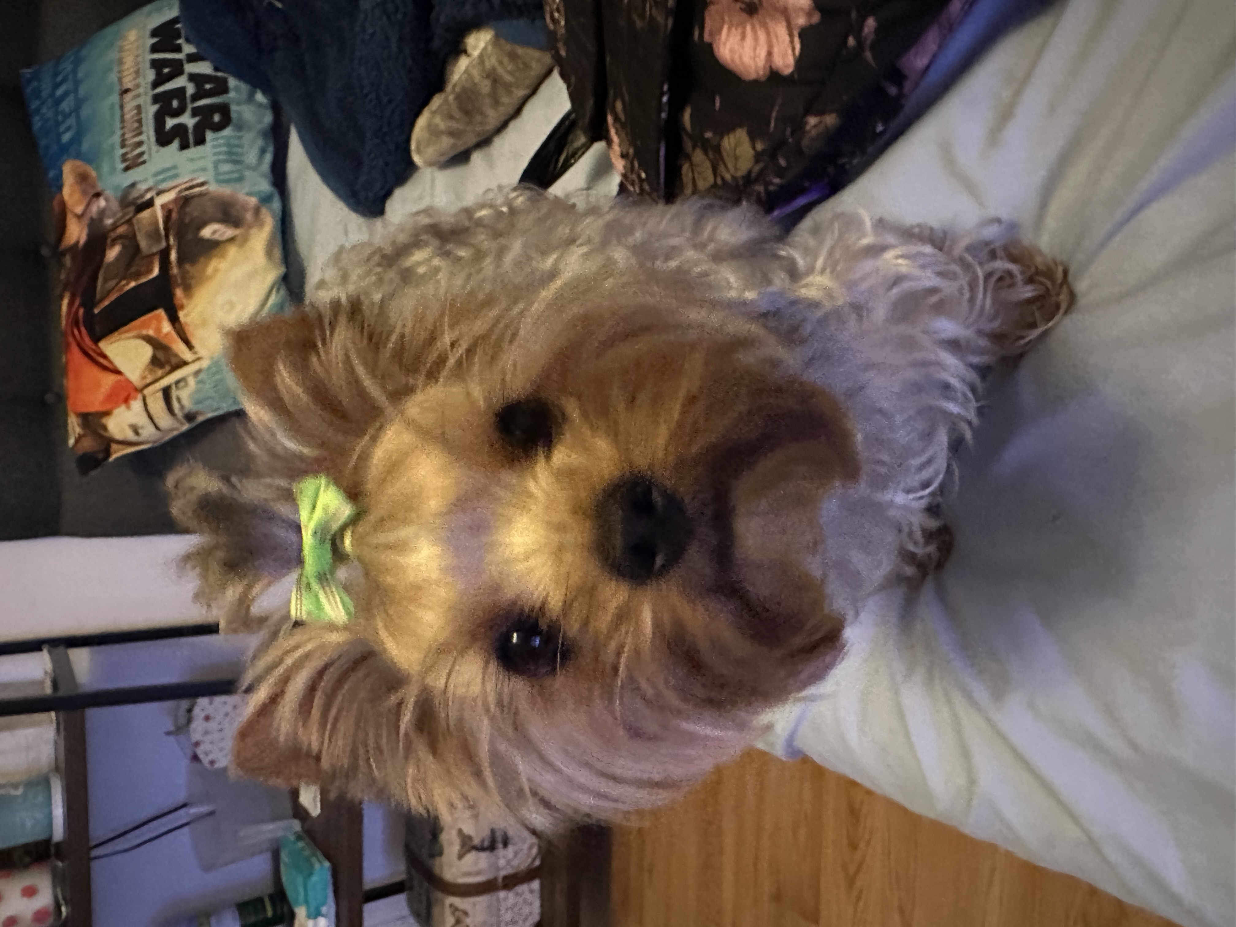 Foto de Lily con microchip 990000012849400