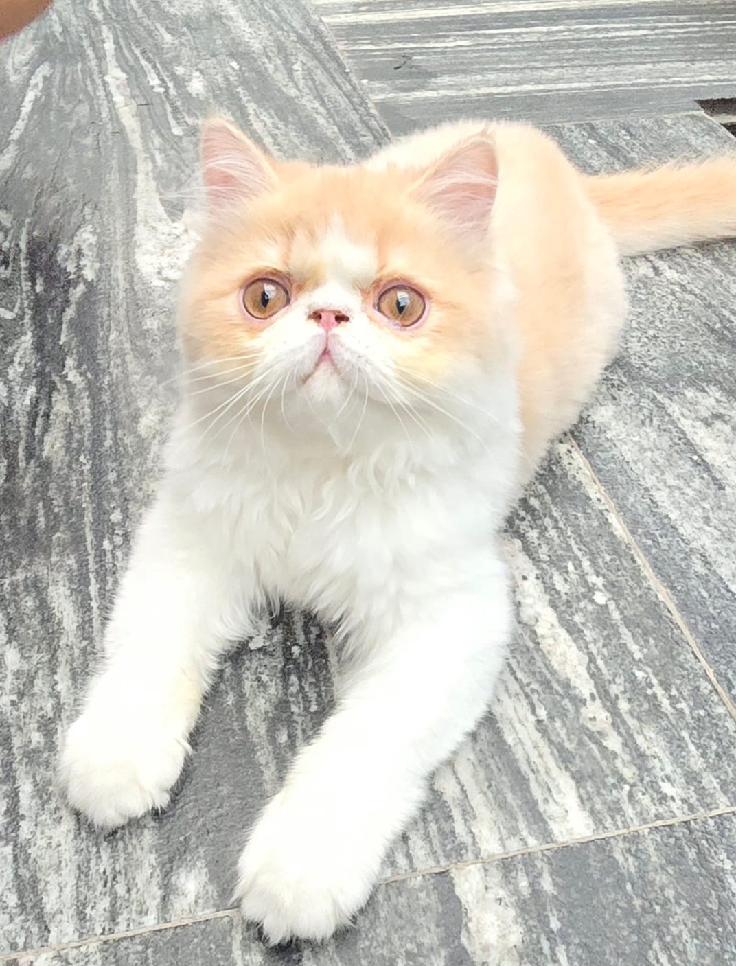 Foto de Coco con microchip 990000012836594