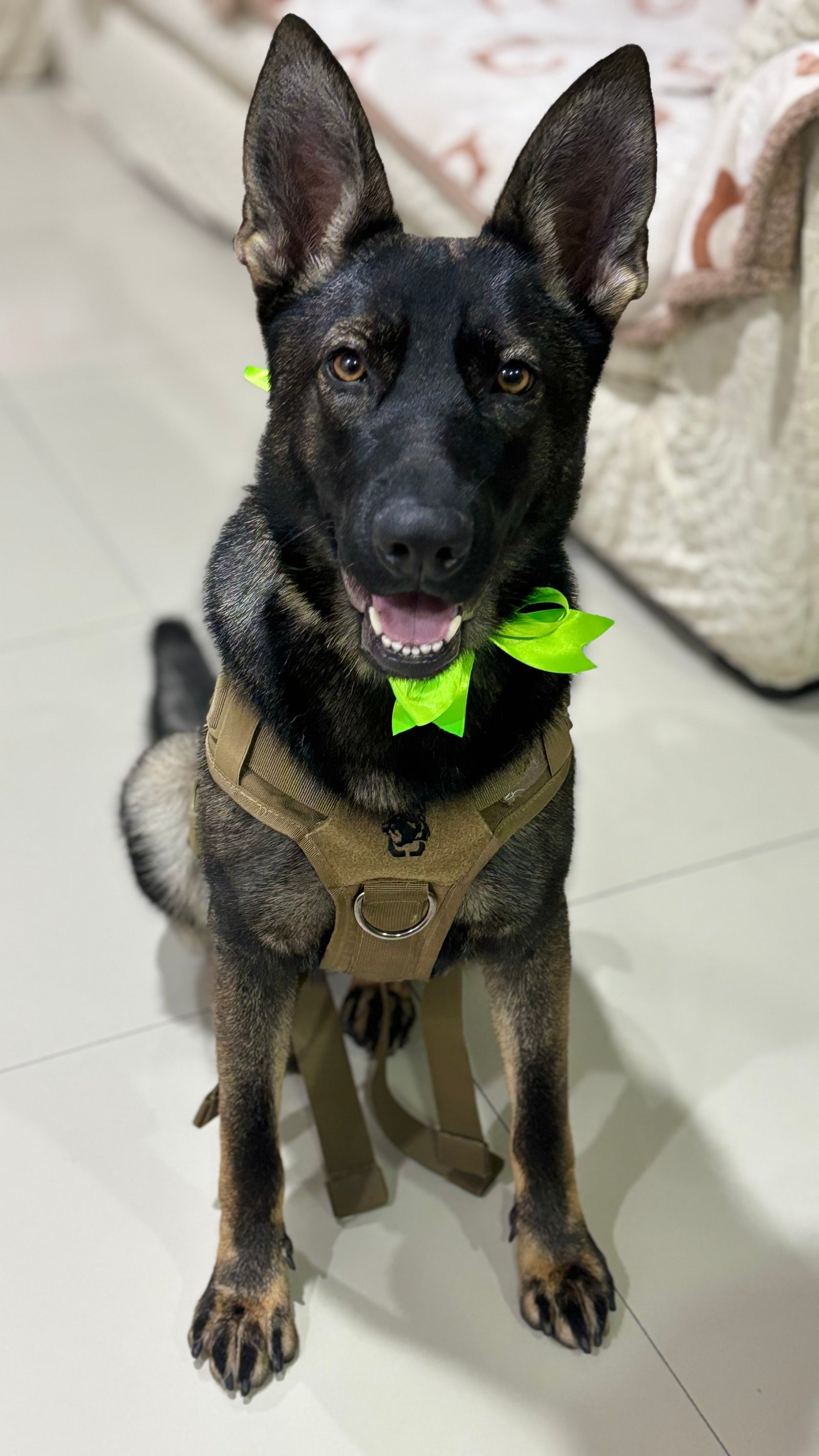 Foto de Leyla con microchip 990000012837006