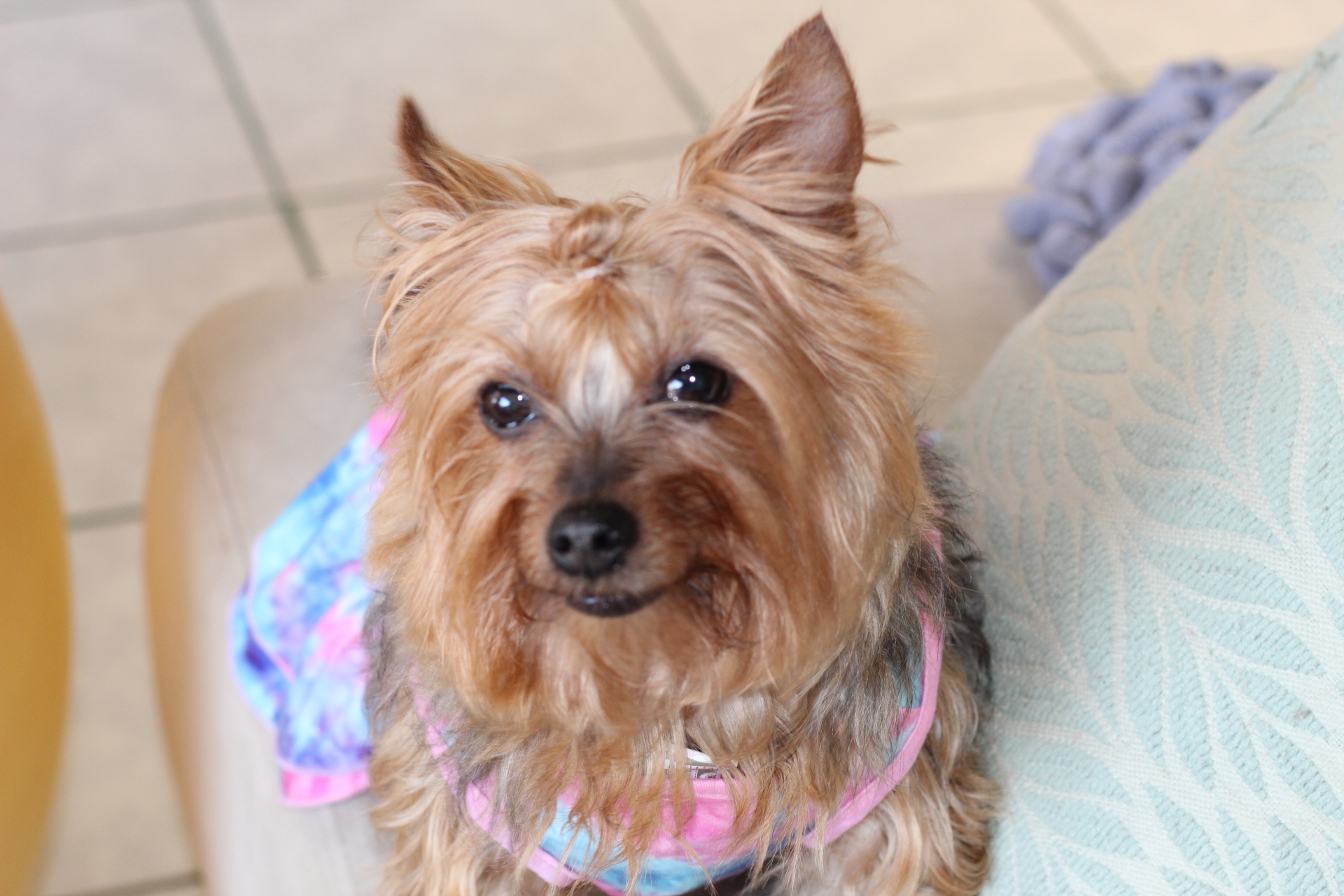 Foto de Penny con microchip 990000014163168