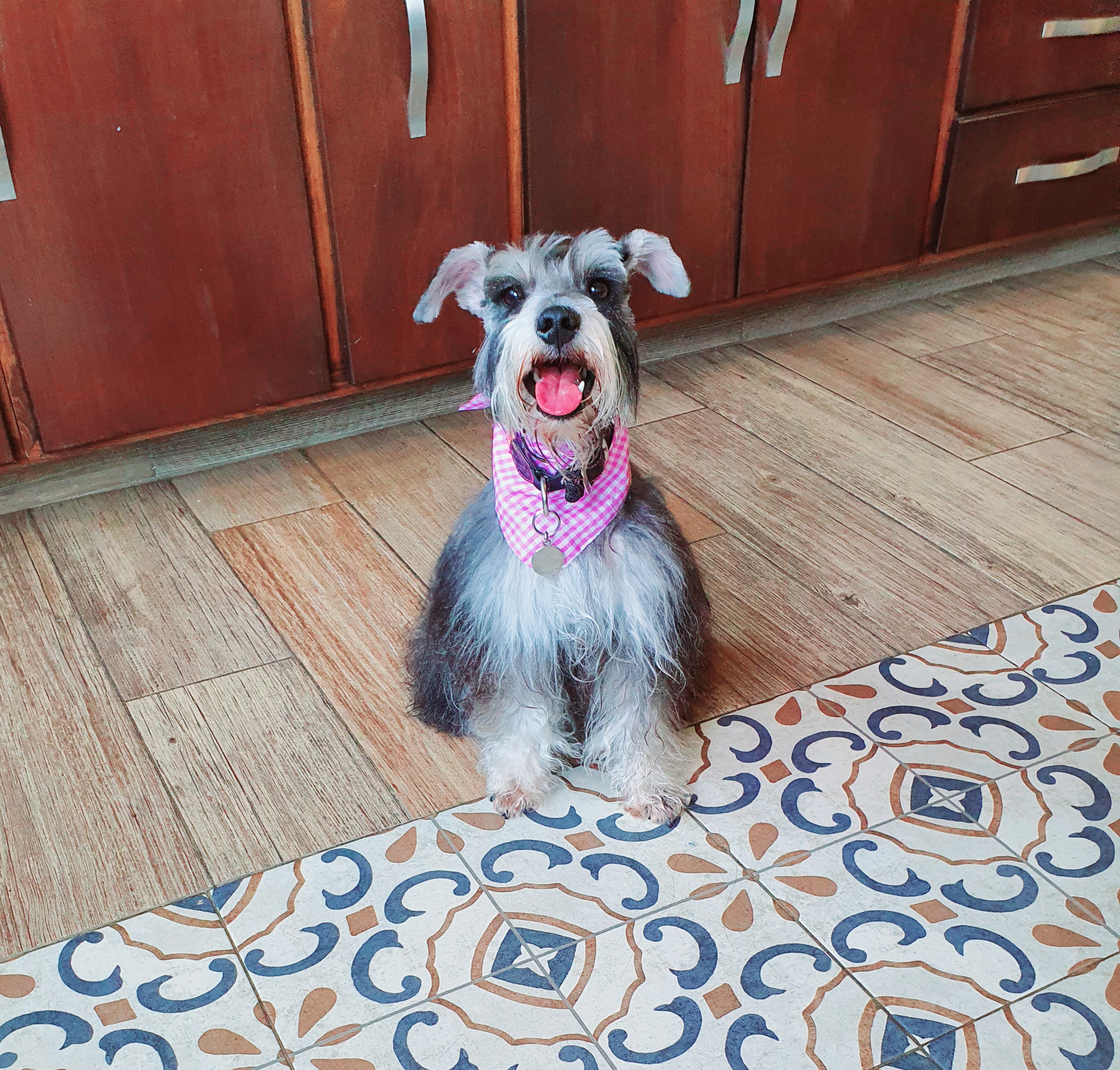 Foto de Maya con microchip 900263004211792