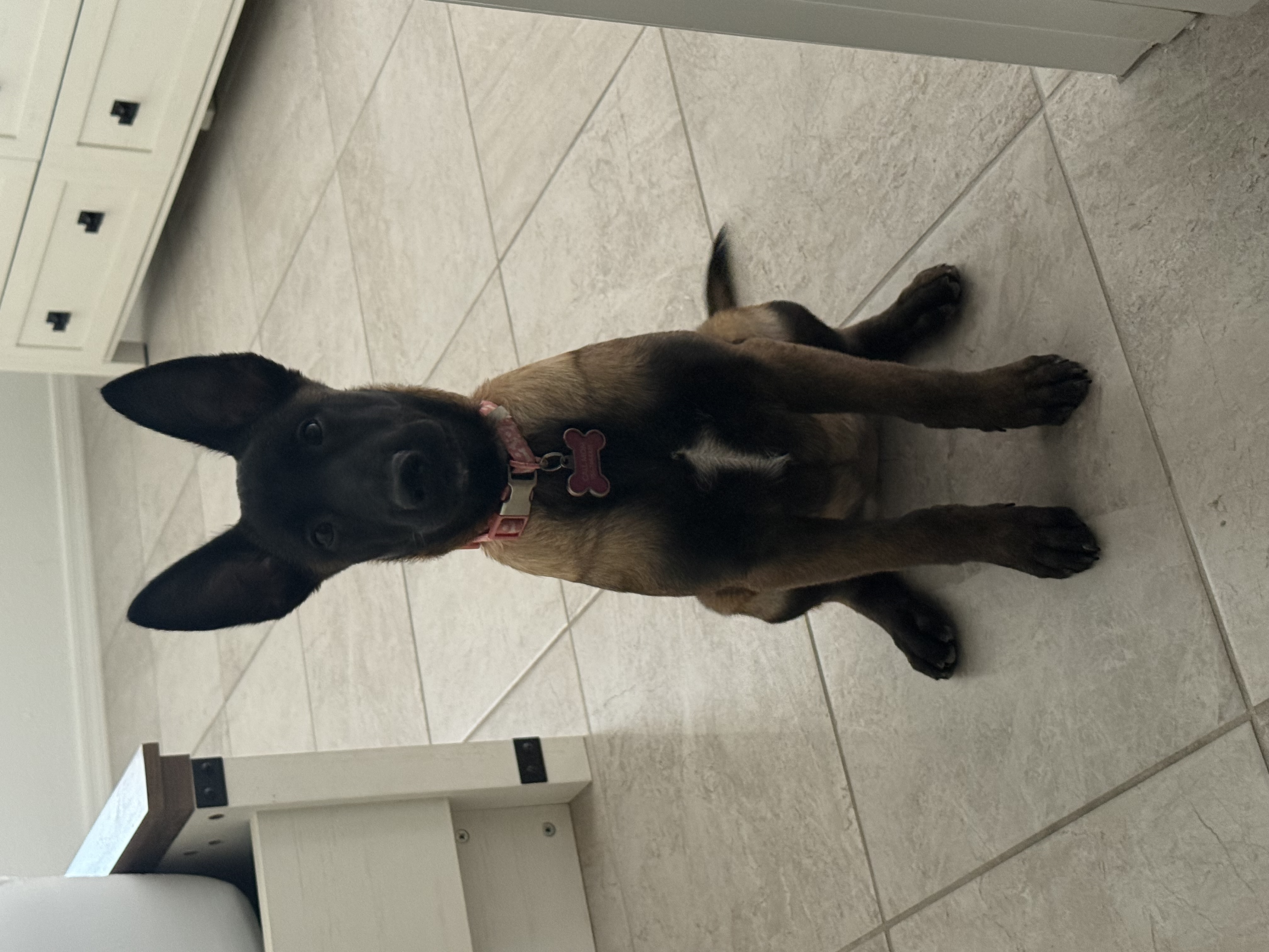 Foto de Cookie con microchip 990000012837855