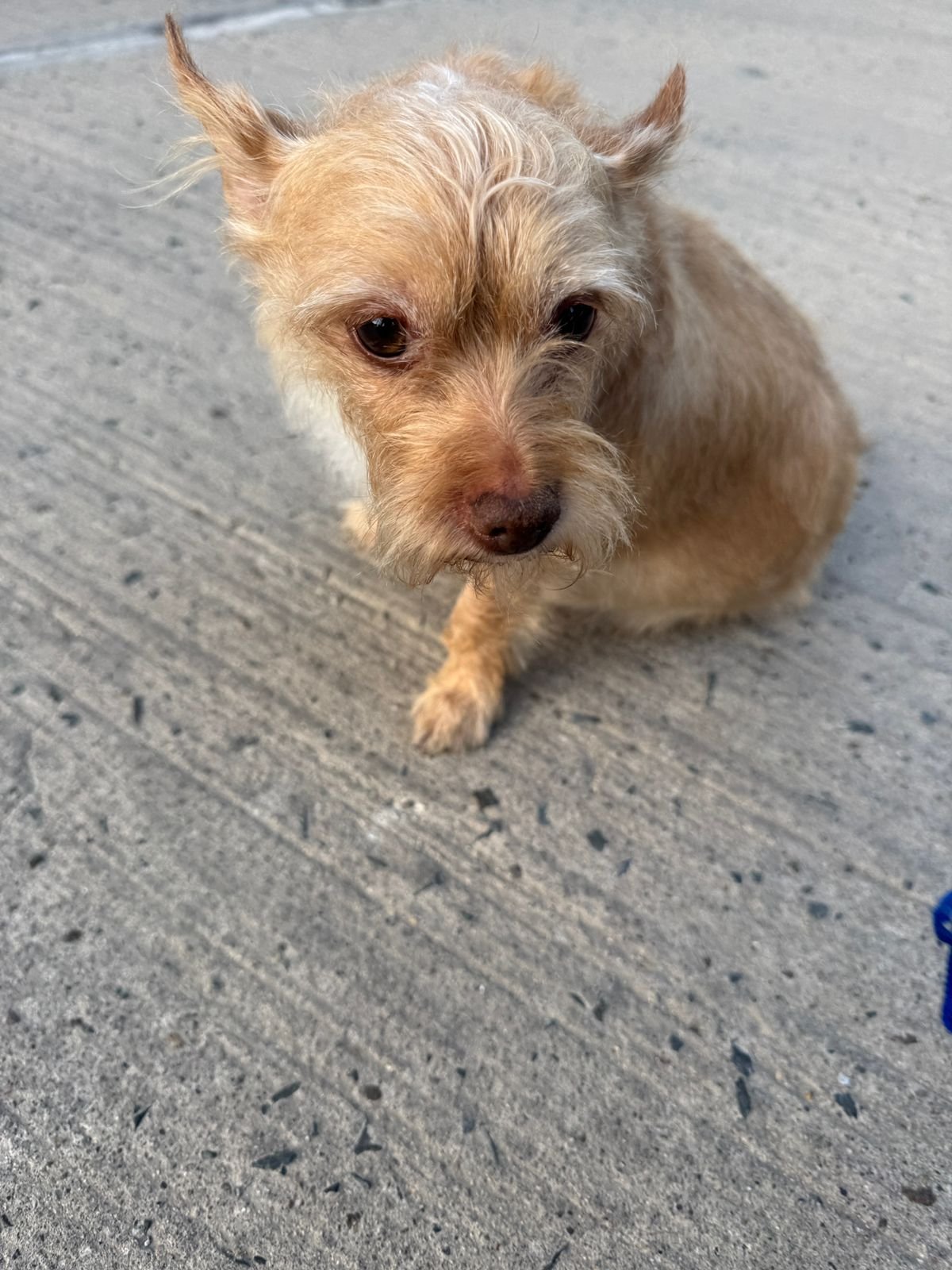 Foto de Coquelu con microchip 990000014161947