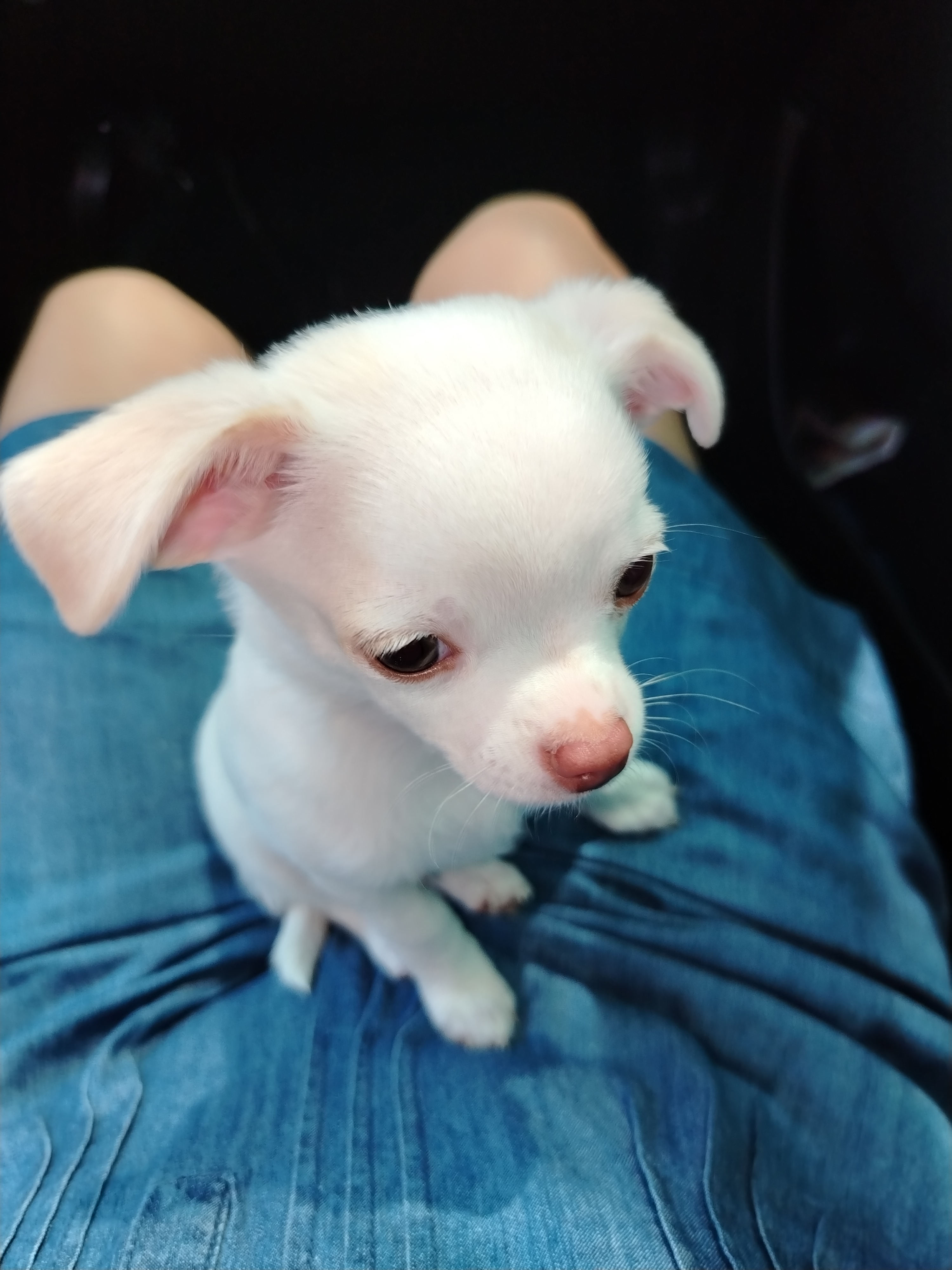 Foto de Toby con microchip 990000014163715