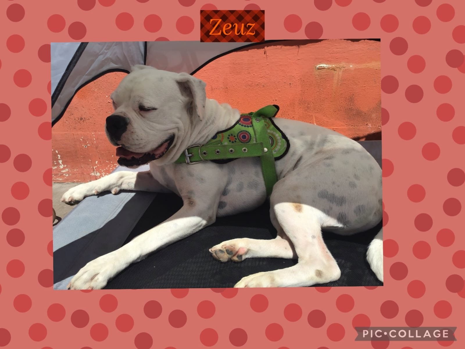 Foto de Zeus con microchip 990000012836578