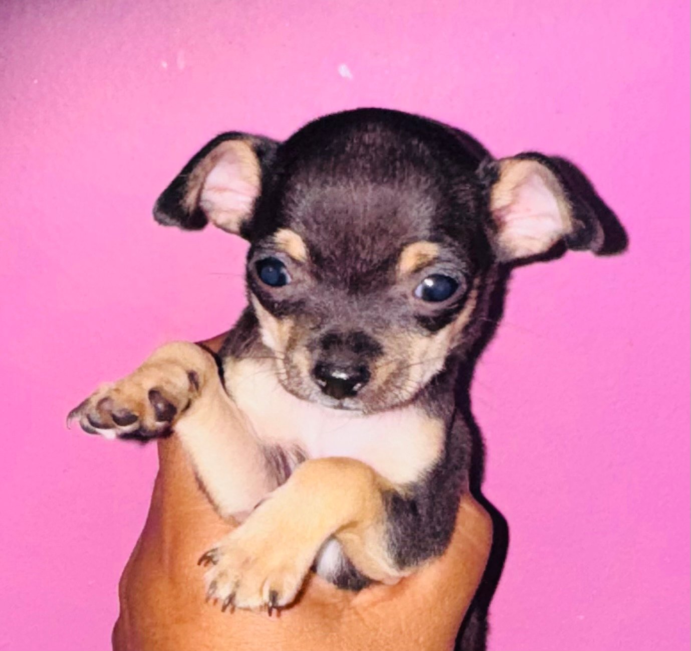 Foto de Lizy con microchip 990000012836134
