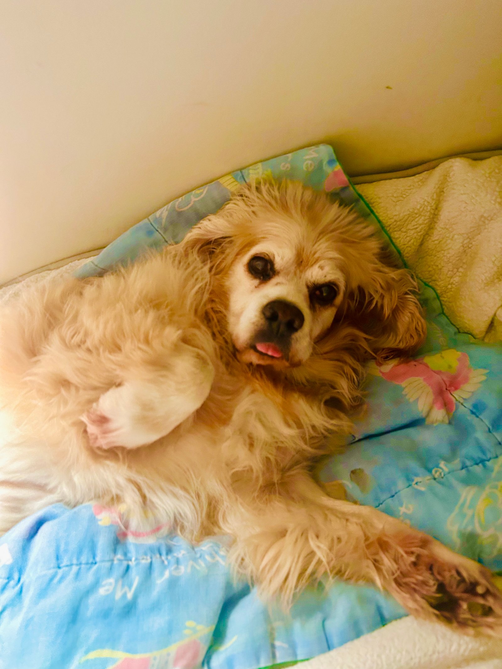 Foto de Lino con microchip 990000012836908