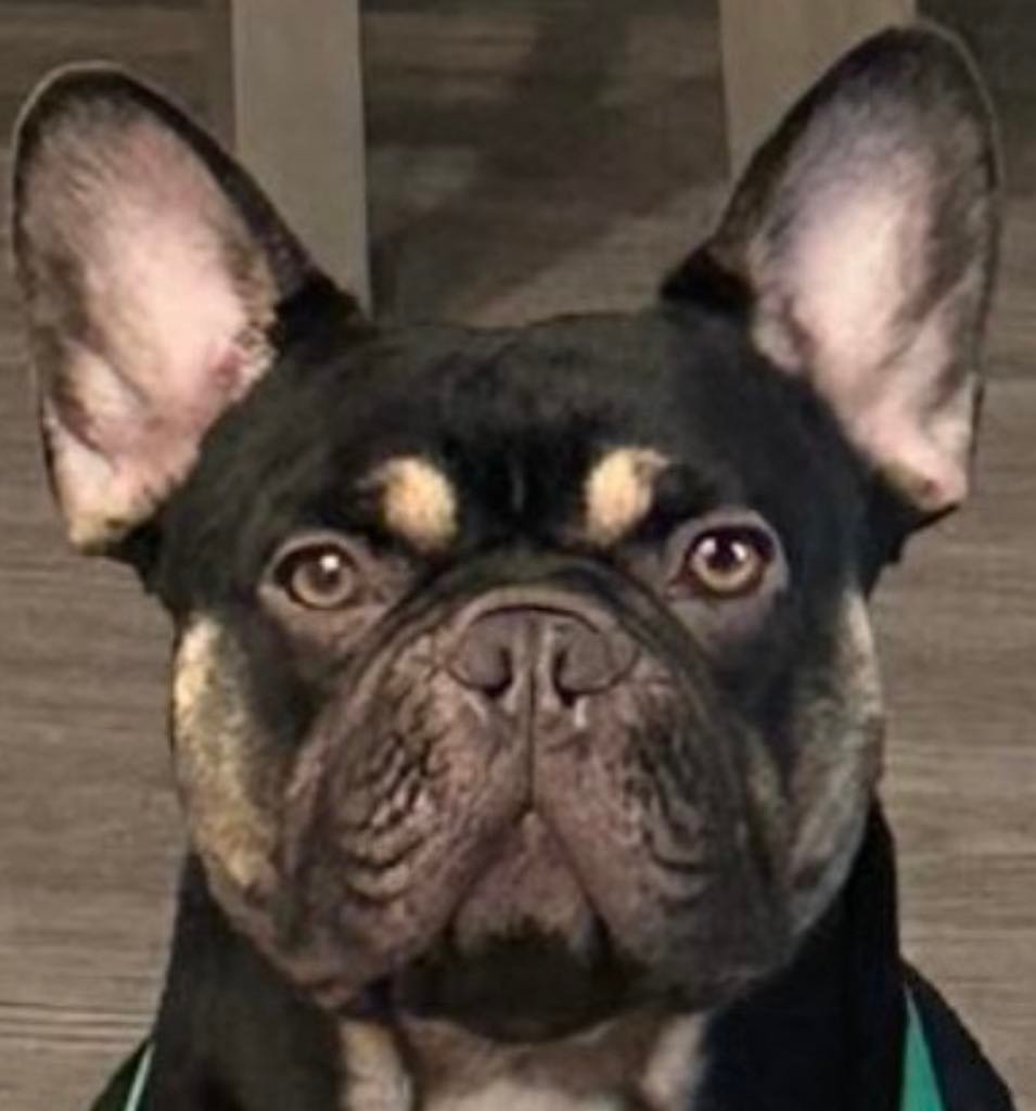 Foto de Taco con microchip 990000012843669