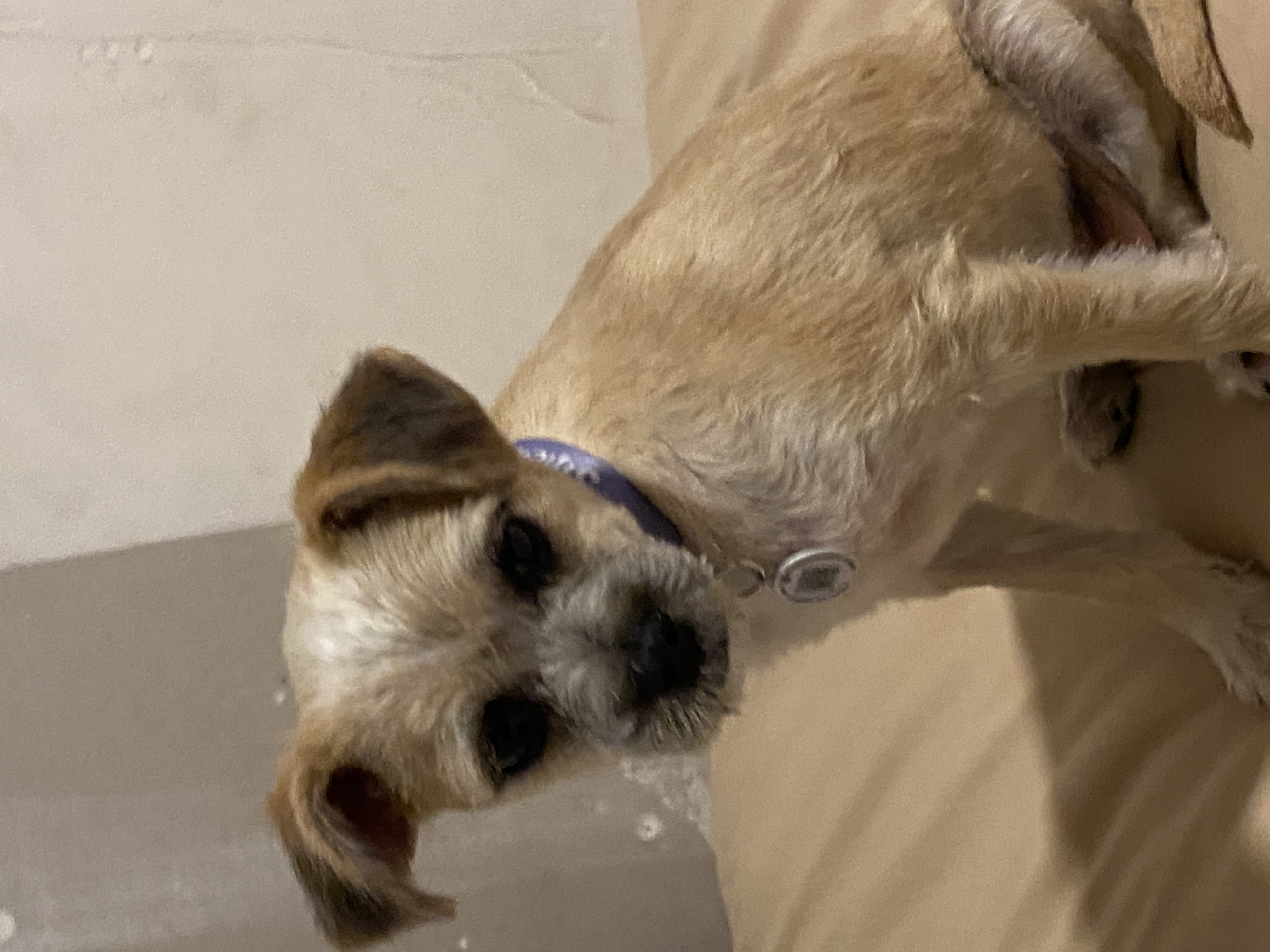 Foto de Pelusa con microchip 990000012824093