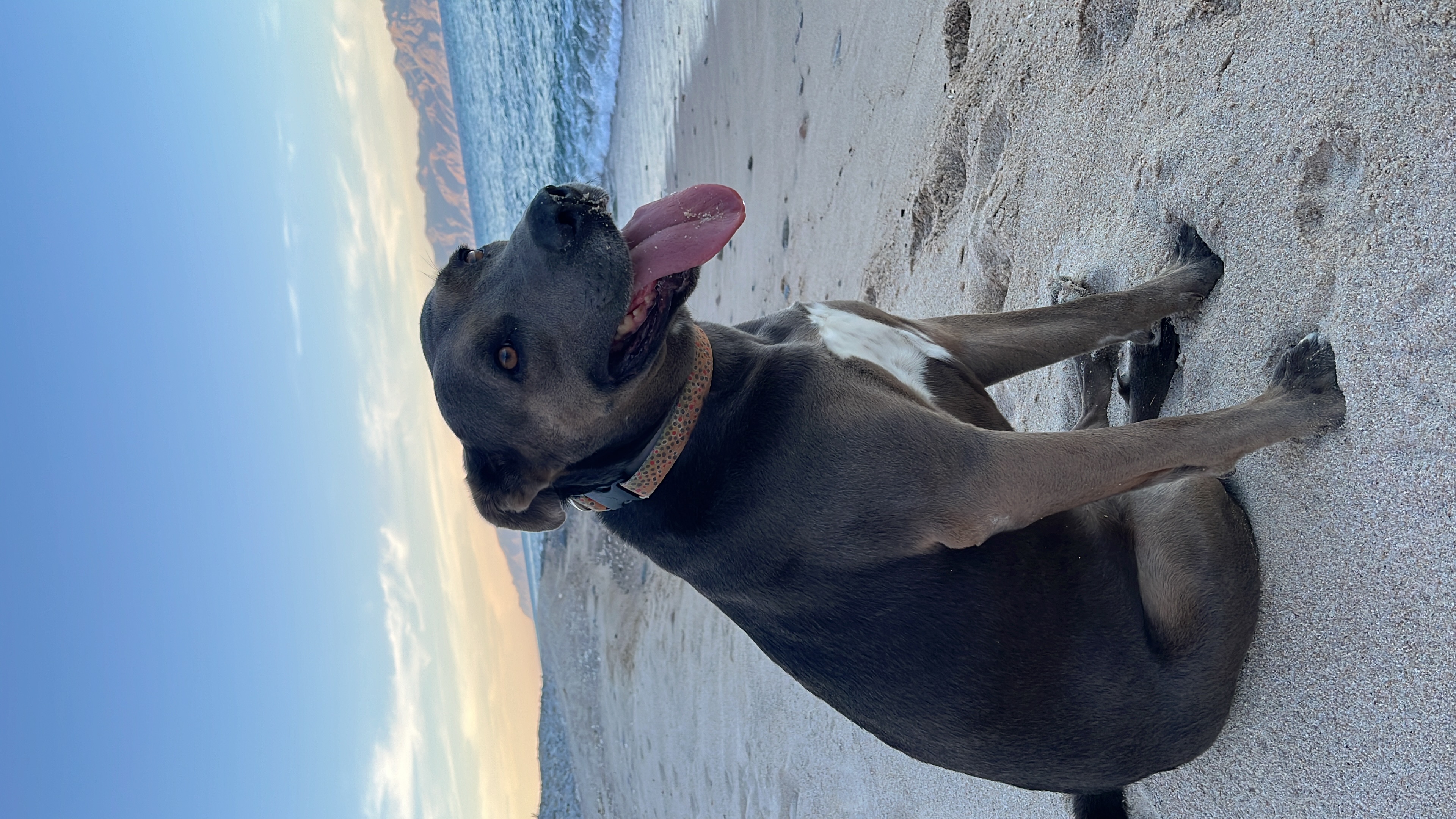 Foto de Gemma con microchip 990000012840545