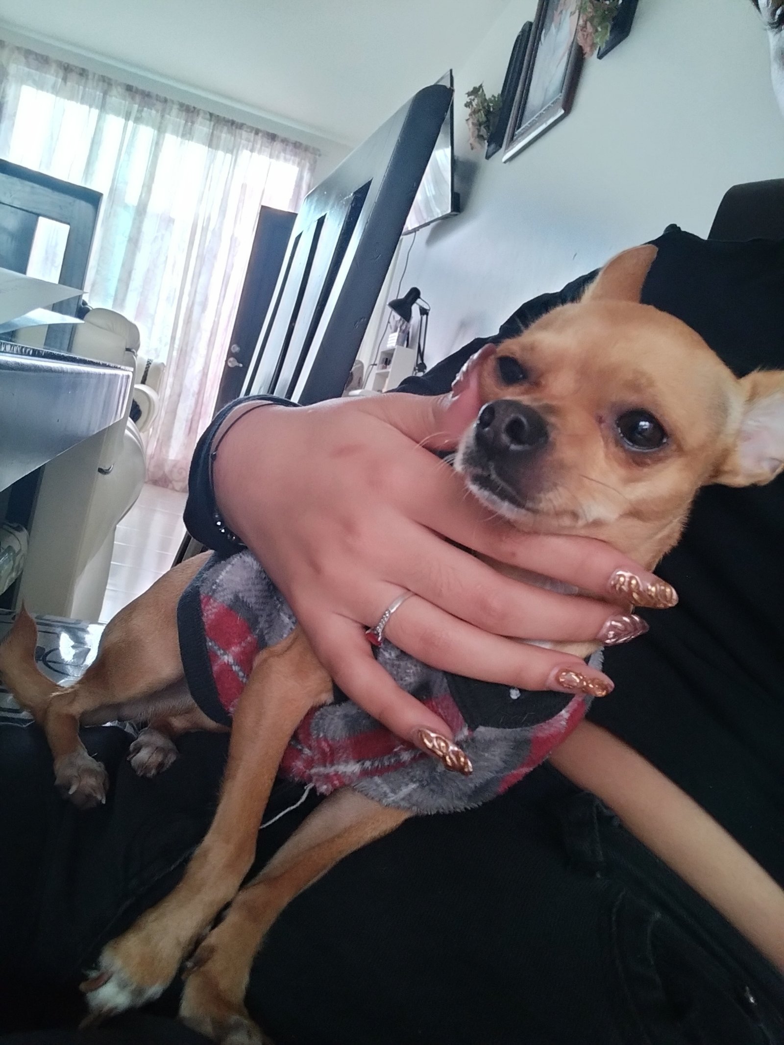Foto de Linda con microchip 990000014164454