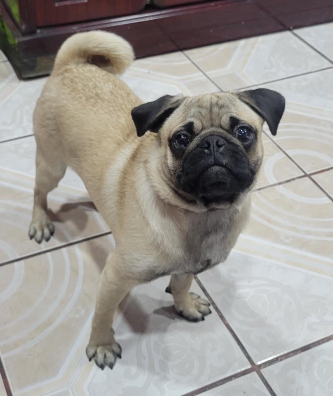 Foto de Barri Martinez con microchip 990000012843772