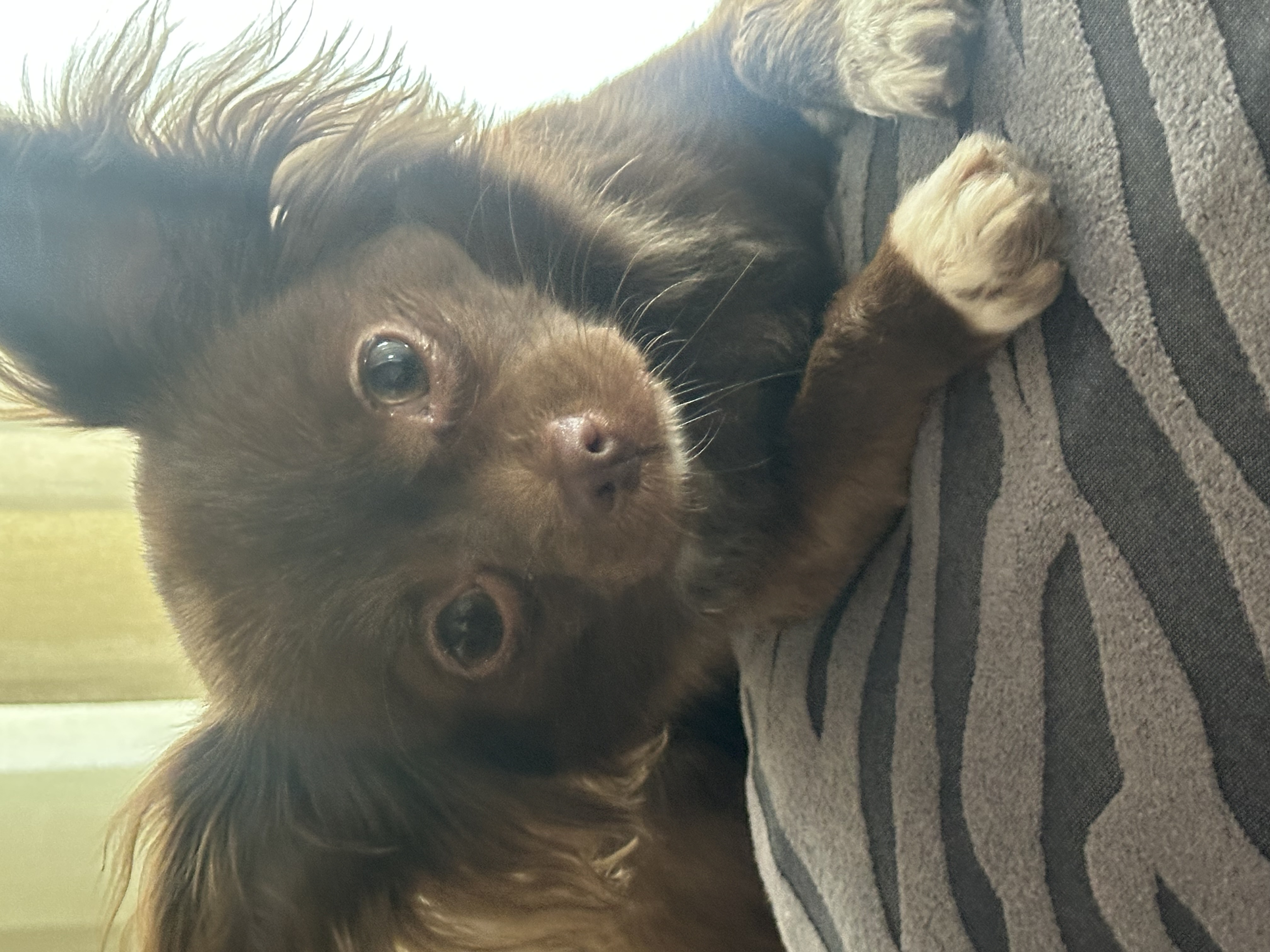 Foto de Chiquis con microchip 990000012843534