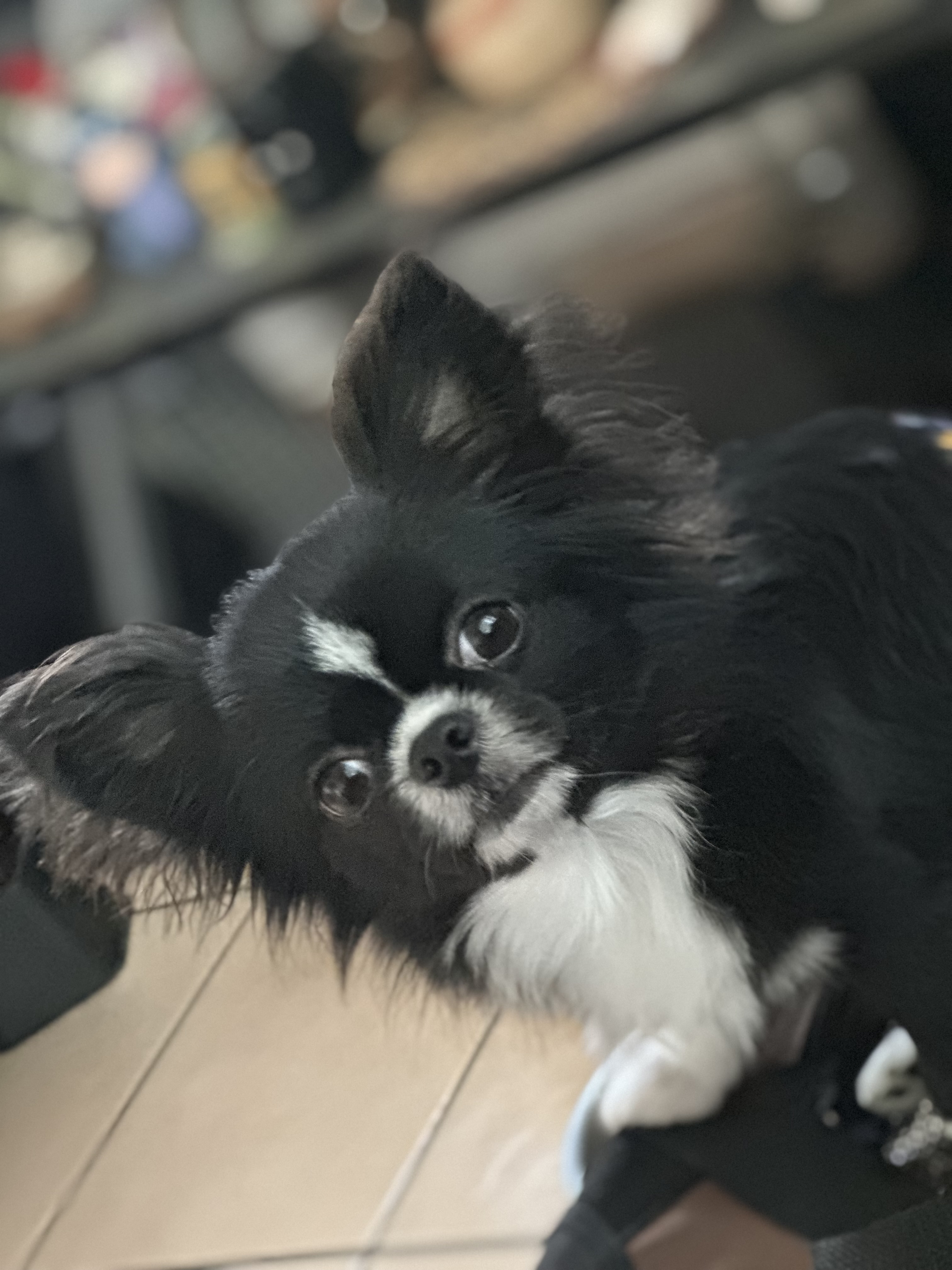 Foto de Pinky con microchip 990000012843666