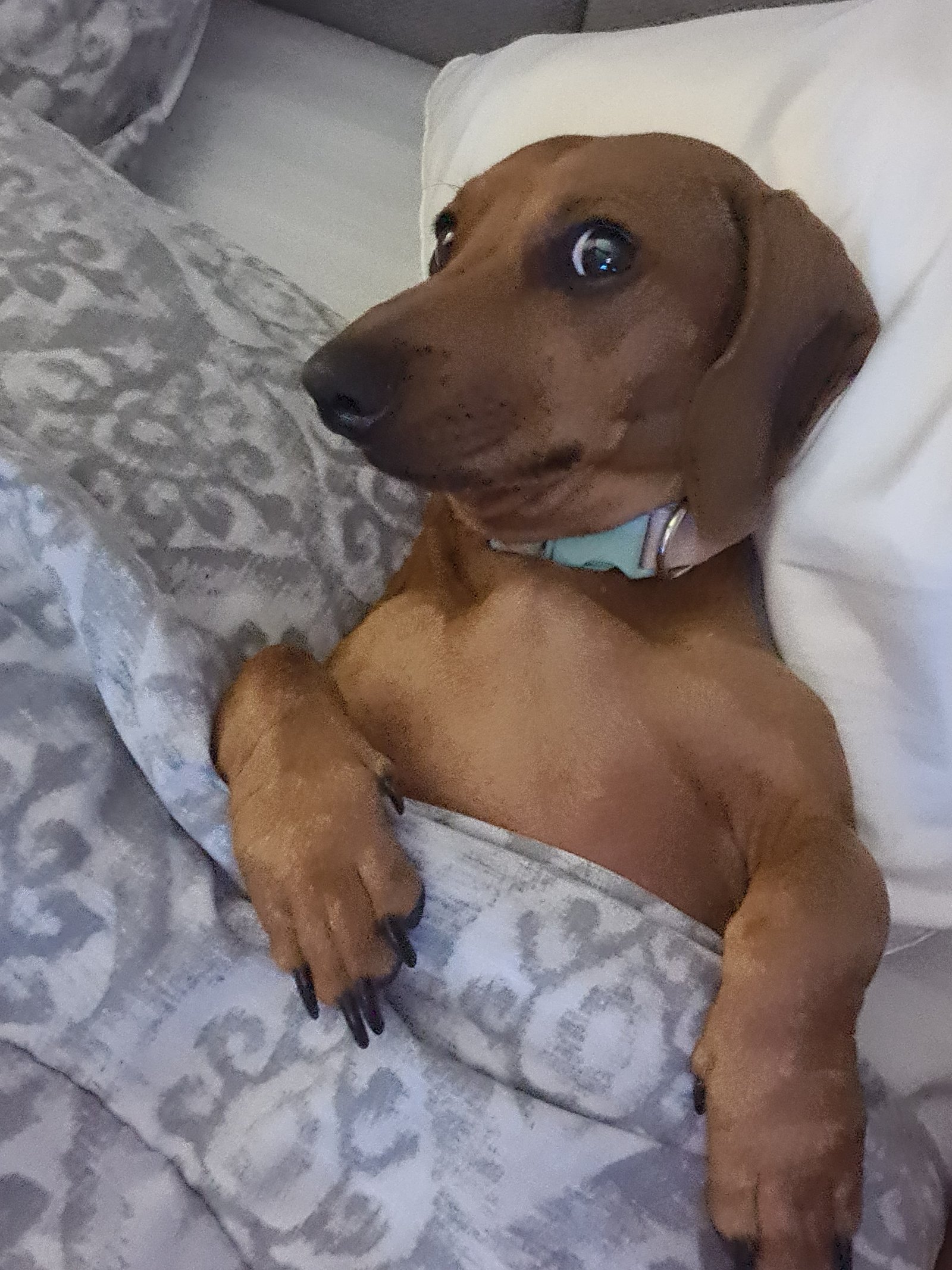 Foto de Maya con microchip 990000012838266