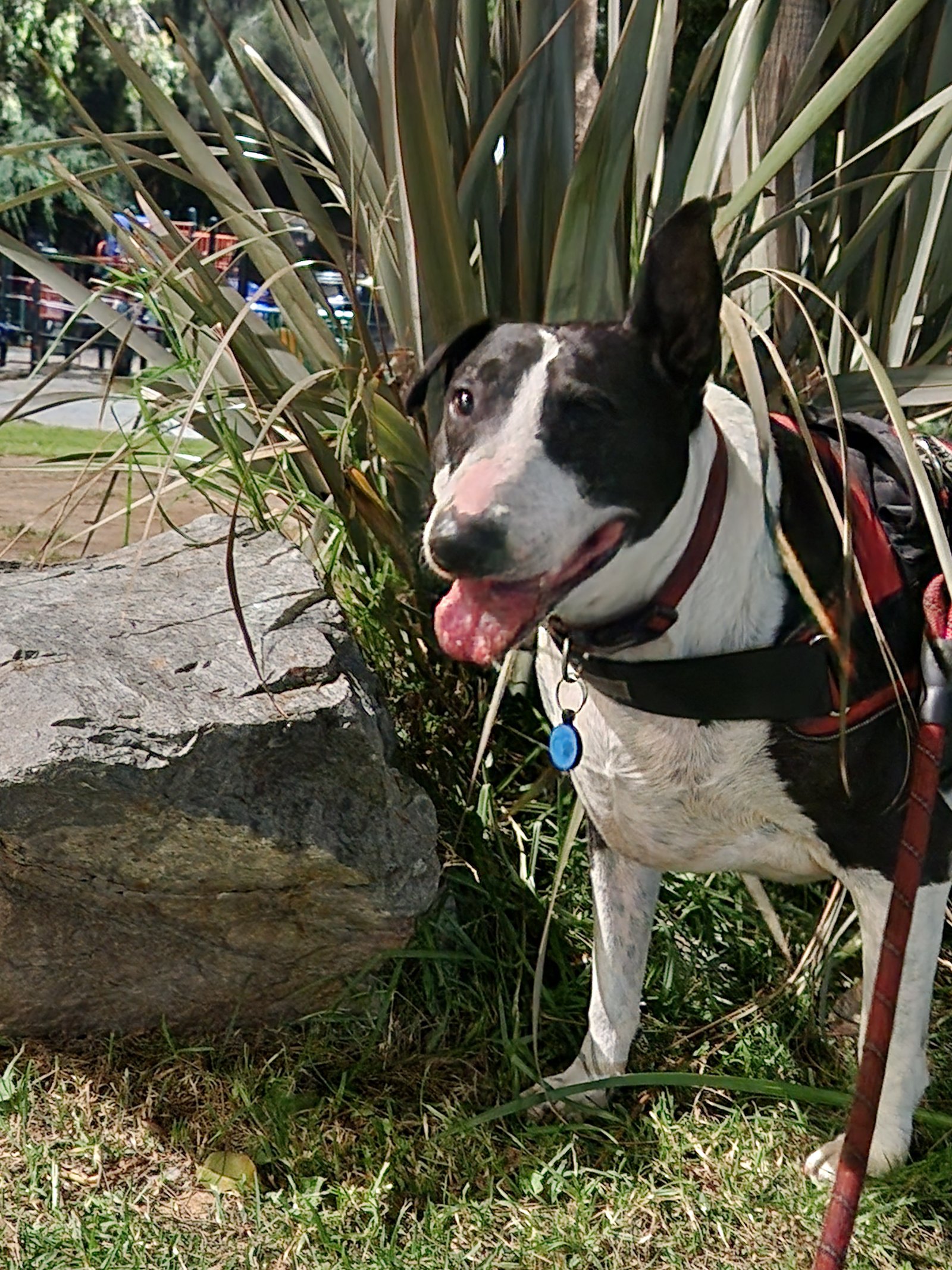 Foto de Magpie con microchip 990000012839205