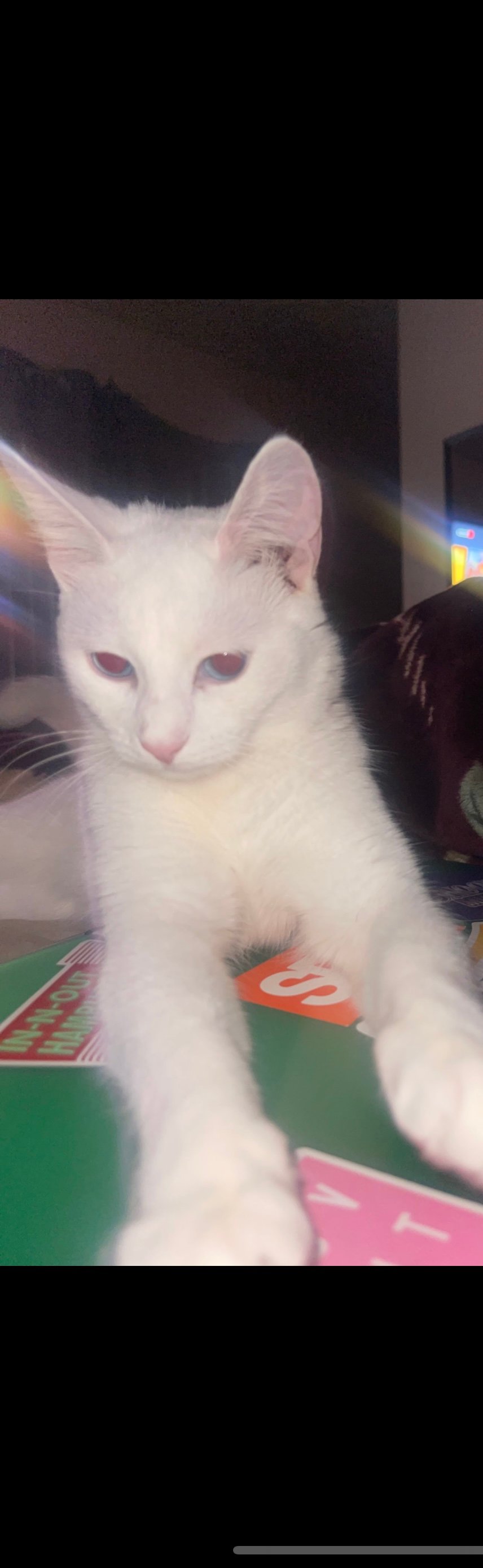 Foto de Katie con microchip 990000014163058