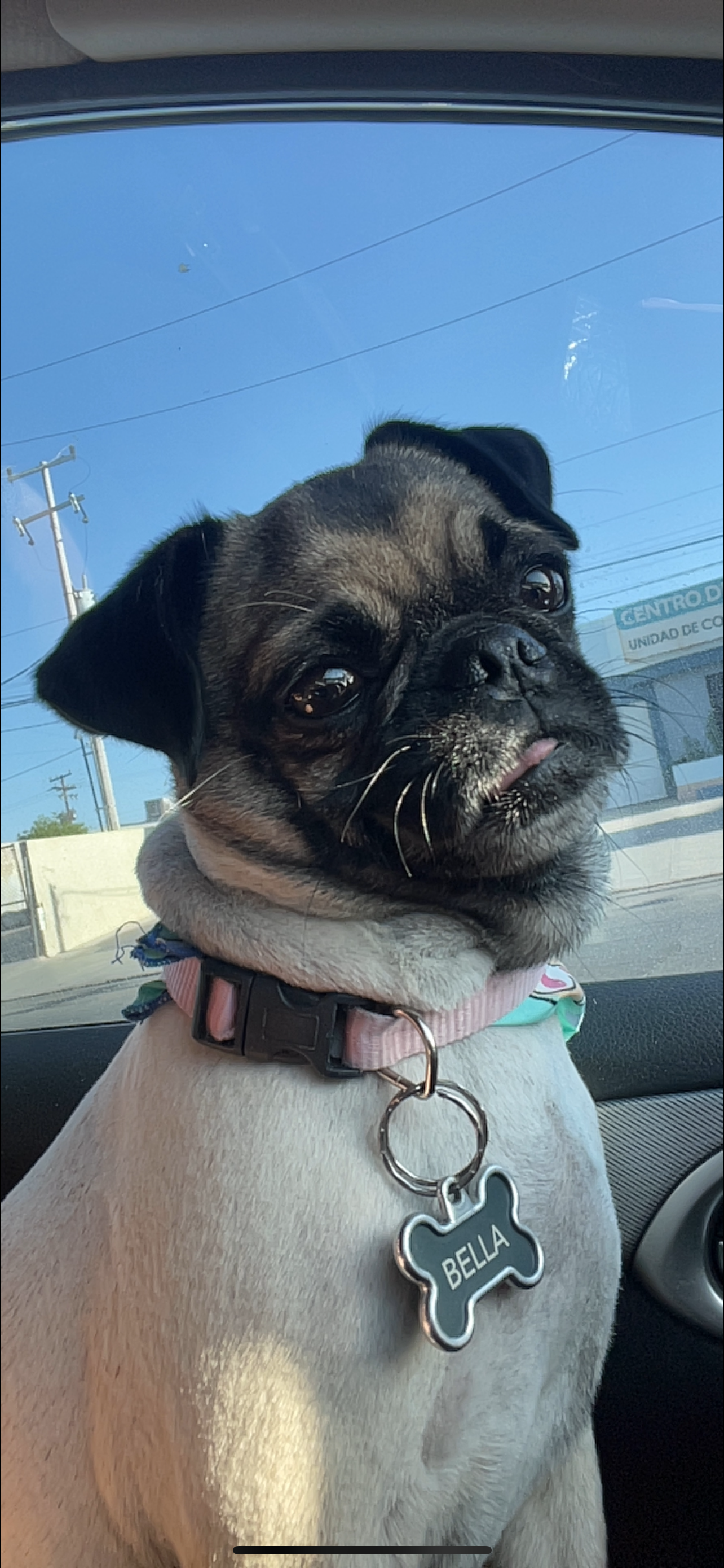 Foto de Bella con microchip 990000014165155