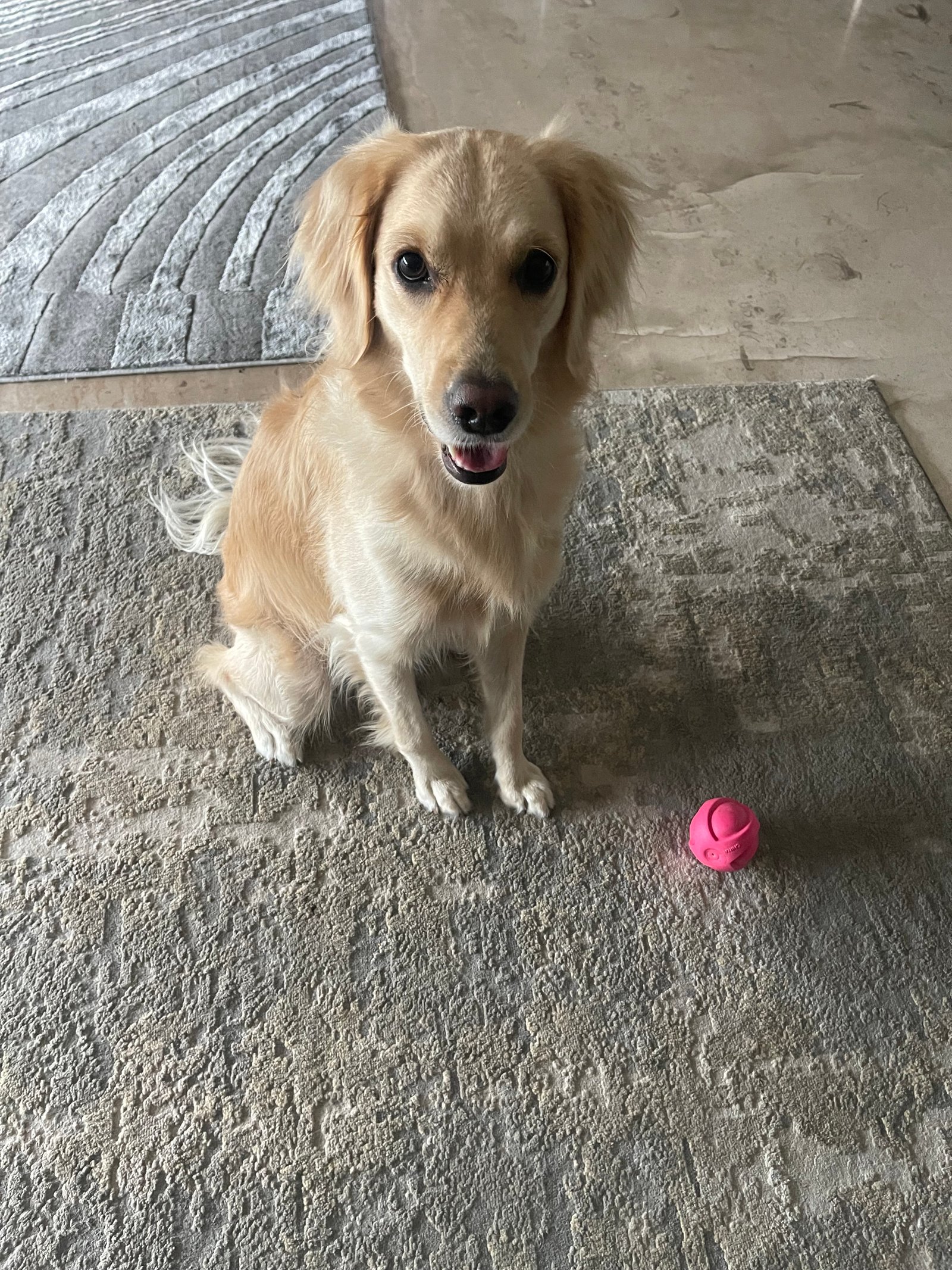 Foto de Nala con microchip 990000012838447