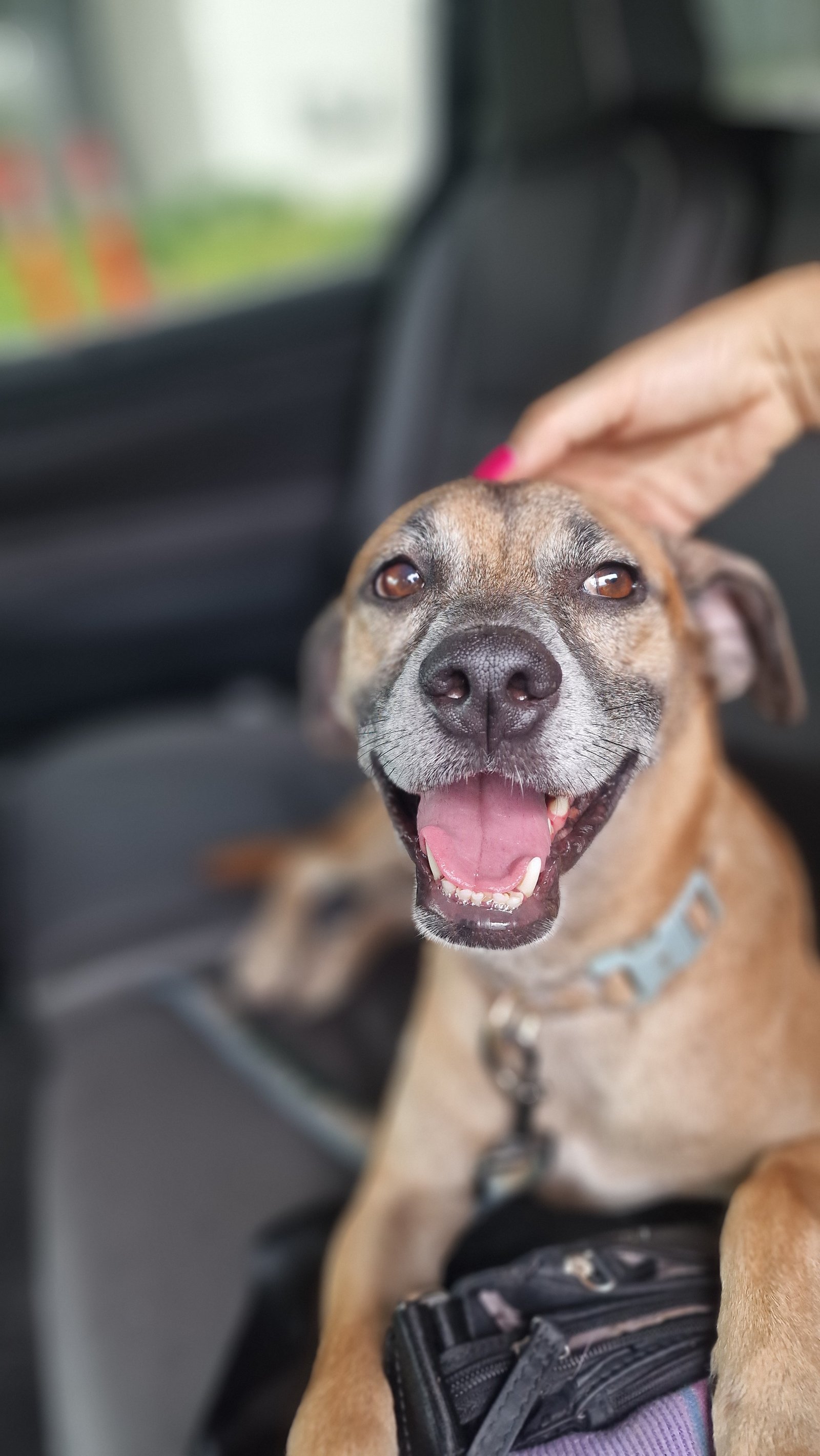 Foto de Chato con microchip 990000012838383