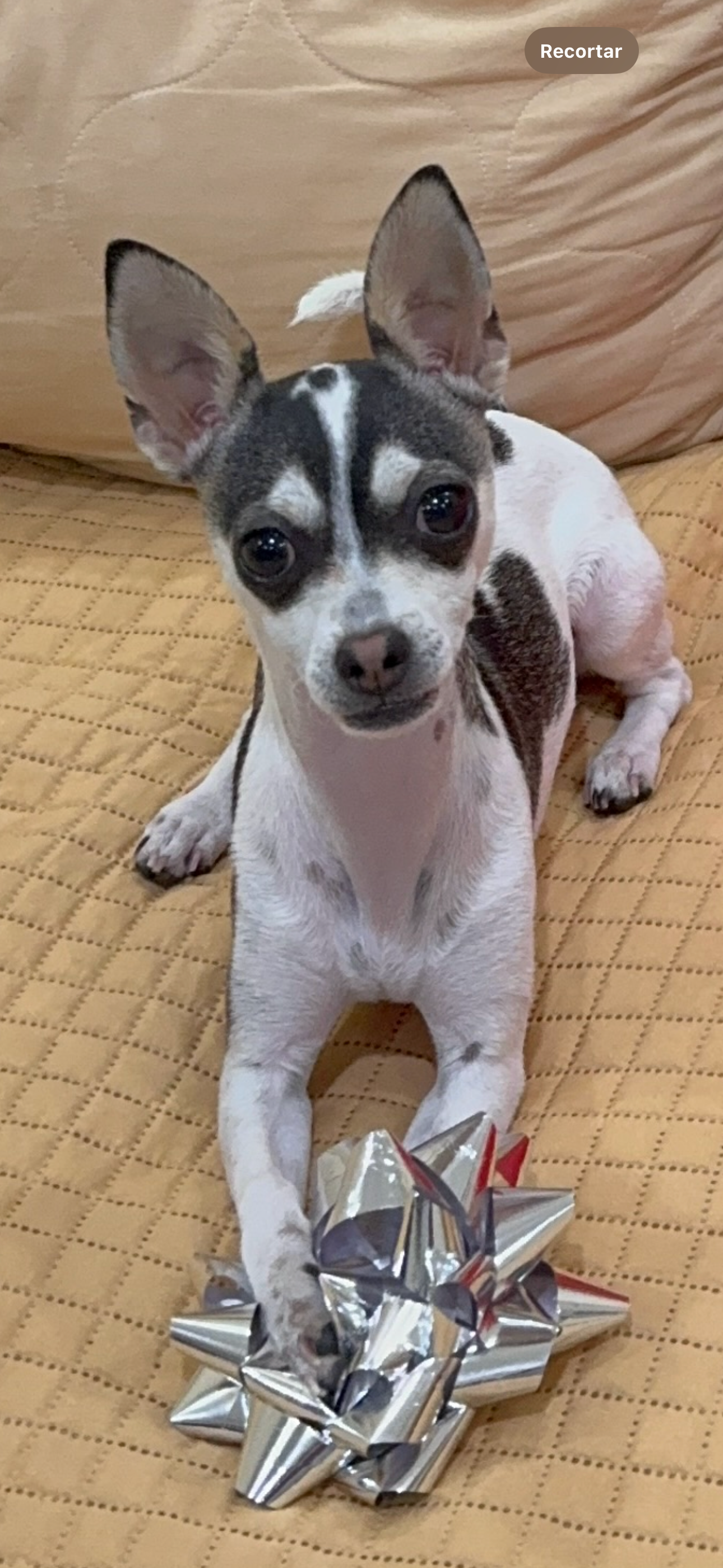 Foto de Milton con microchip 990000012845421