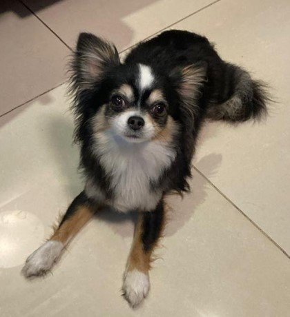 Foto de Sue con microchip 990000012839139