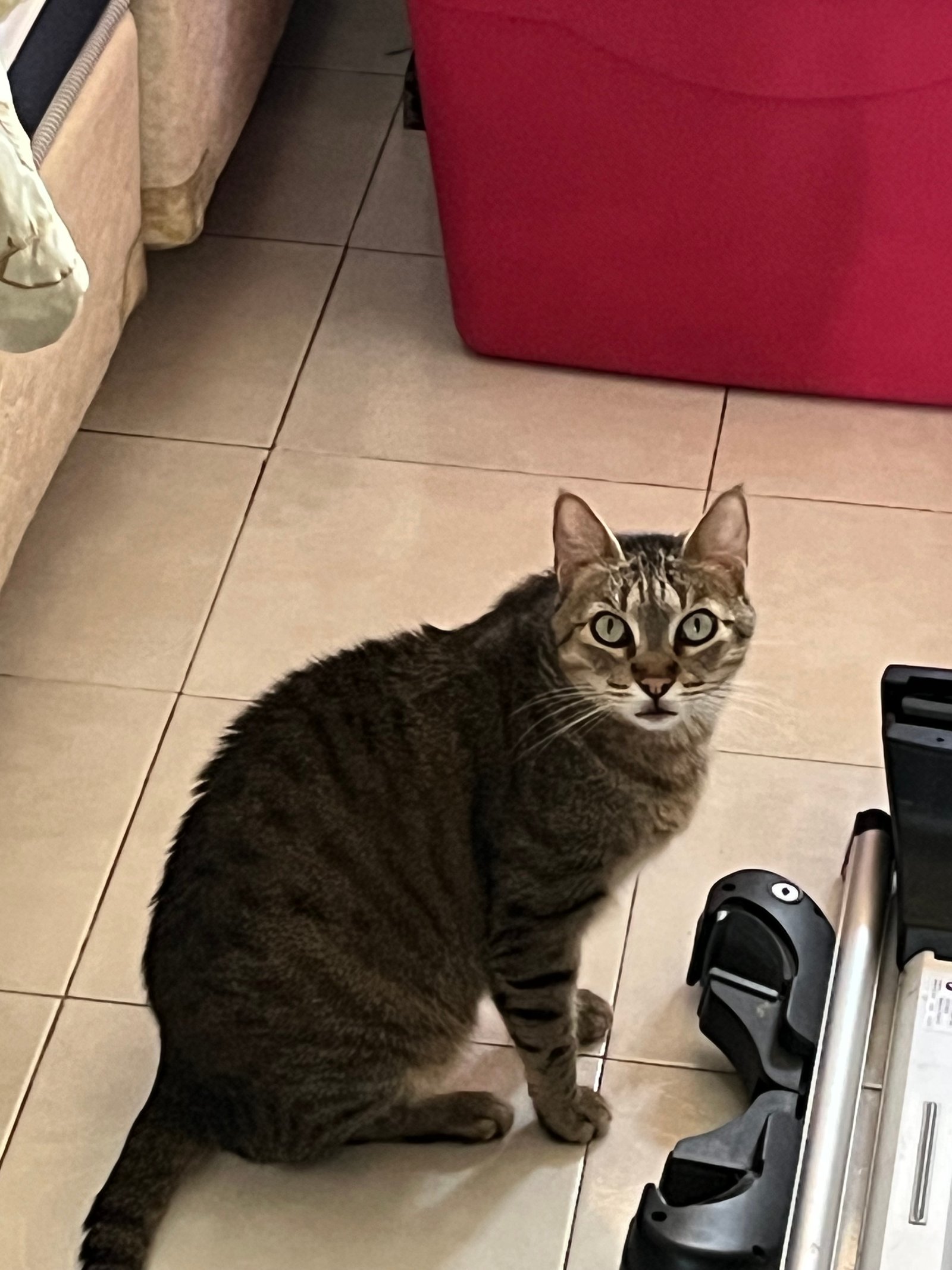 Foto de Dalton con microchip 990000012838719