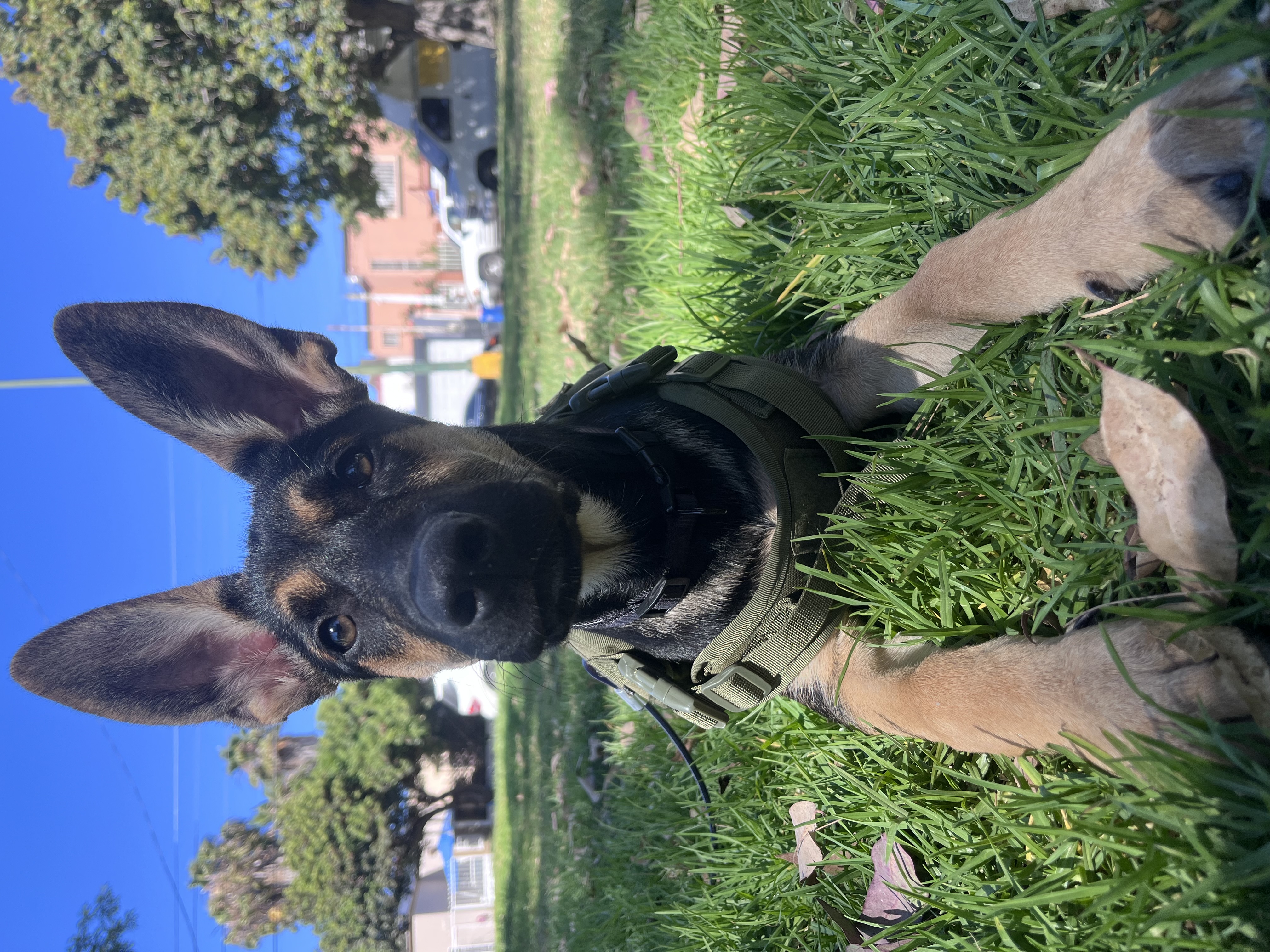 Foto de Lexa con microchip 990000012834426