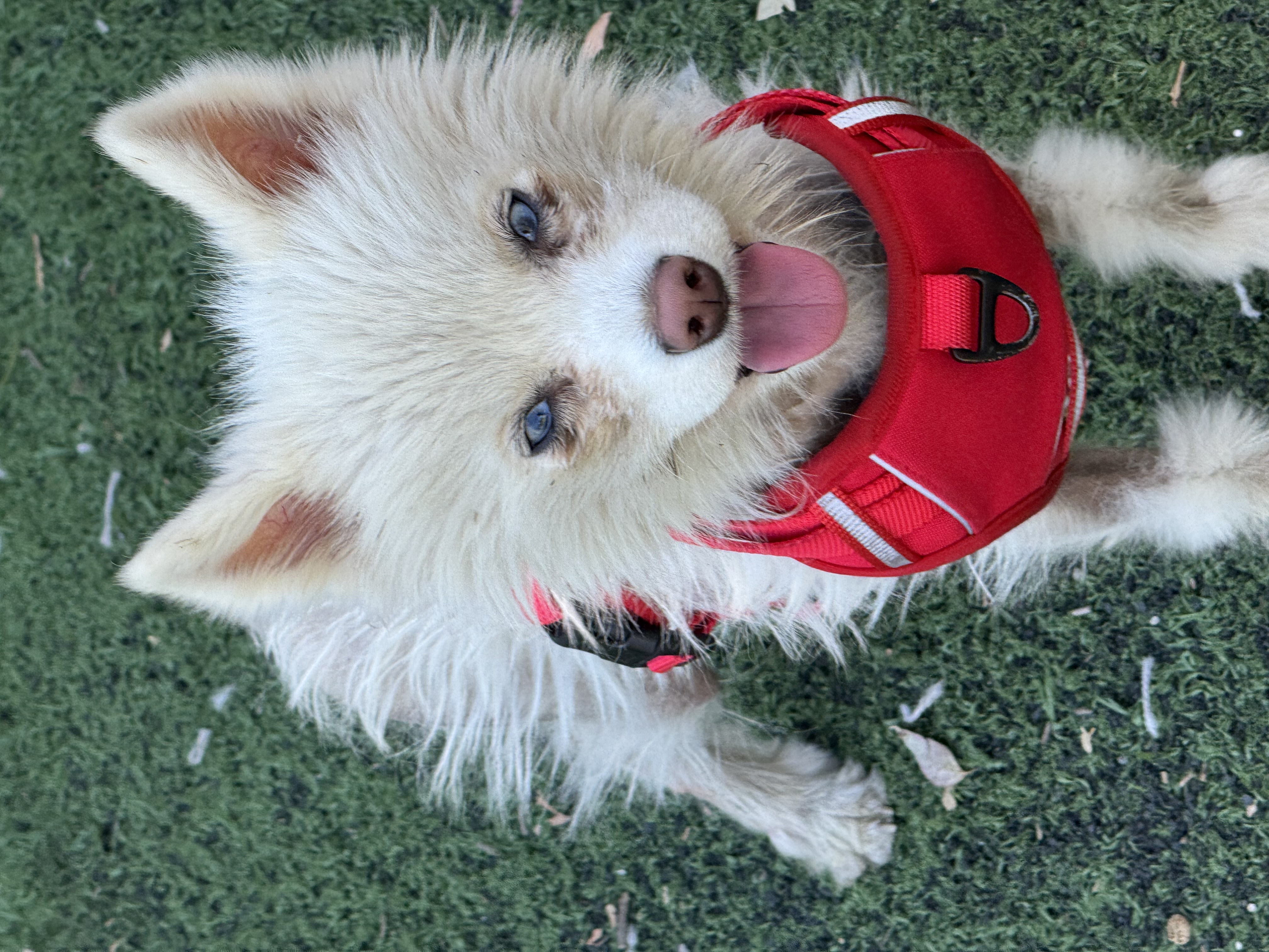 Foto de Enzo con microchip 990000012824913