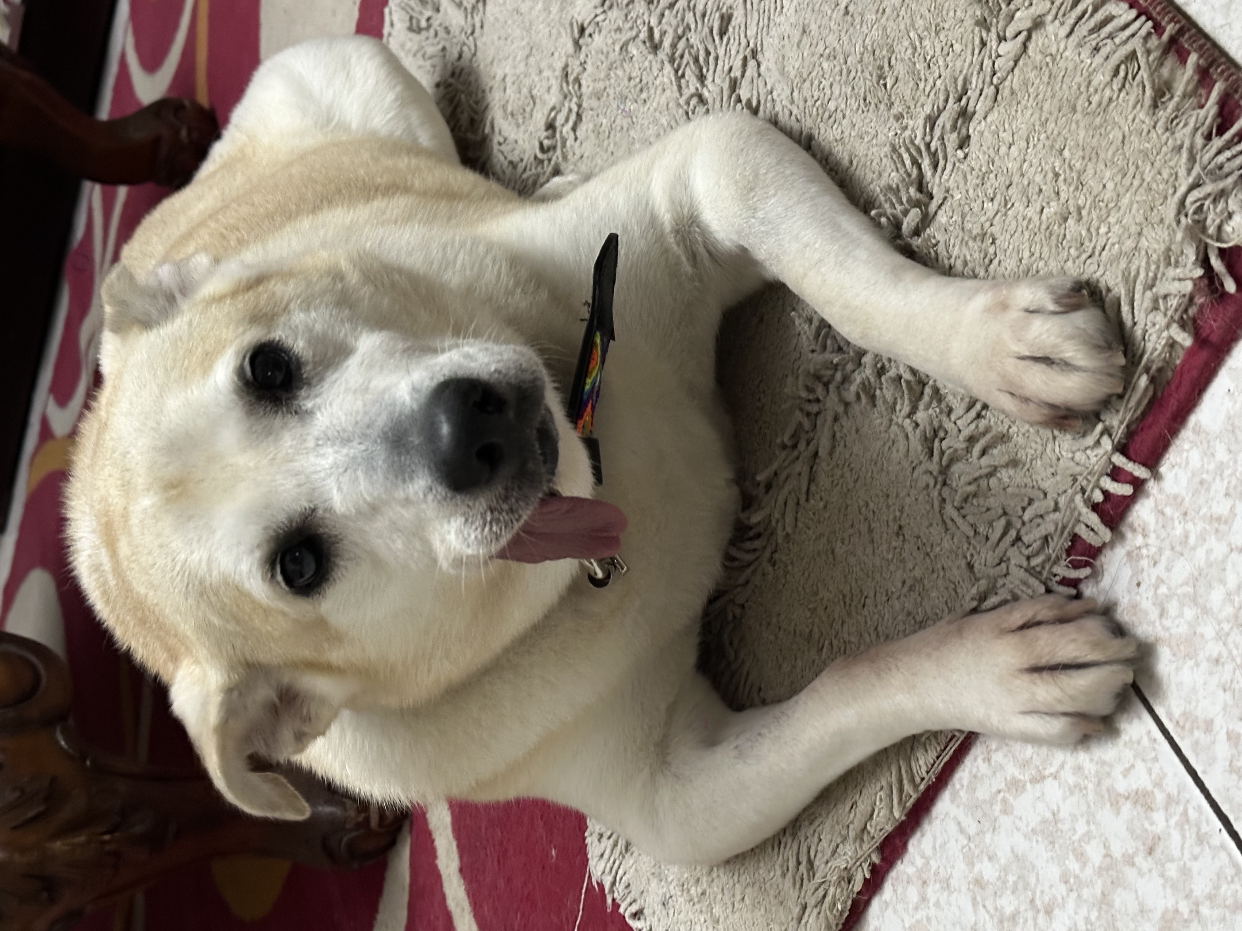 Foto de Emma con microchip 990000014111640