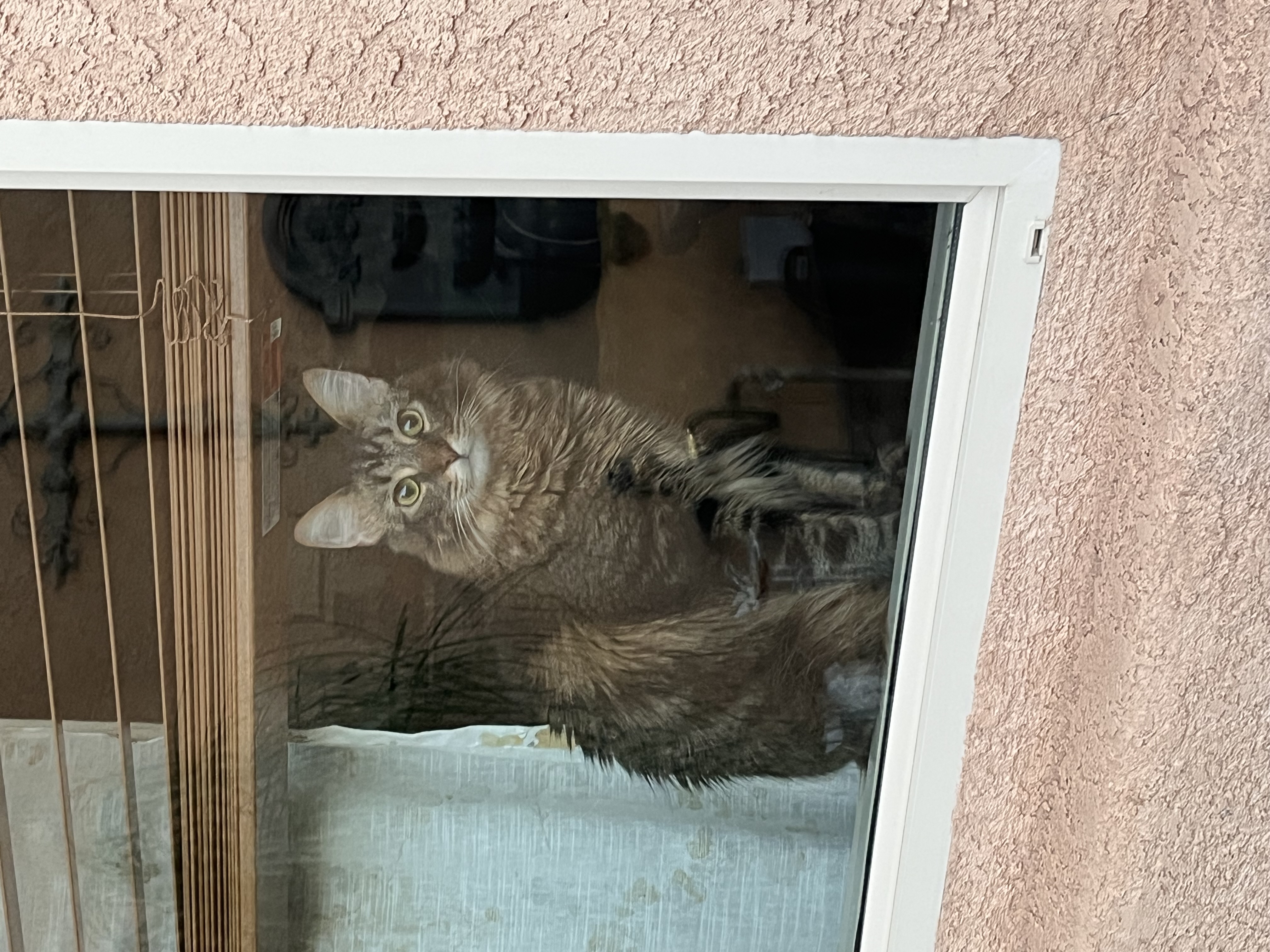 Foto de Figaro con microchip 990000012822326
