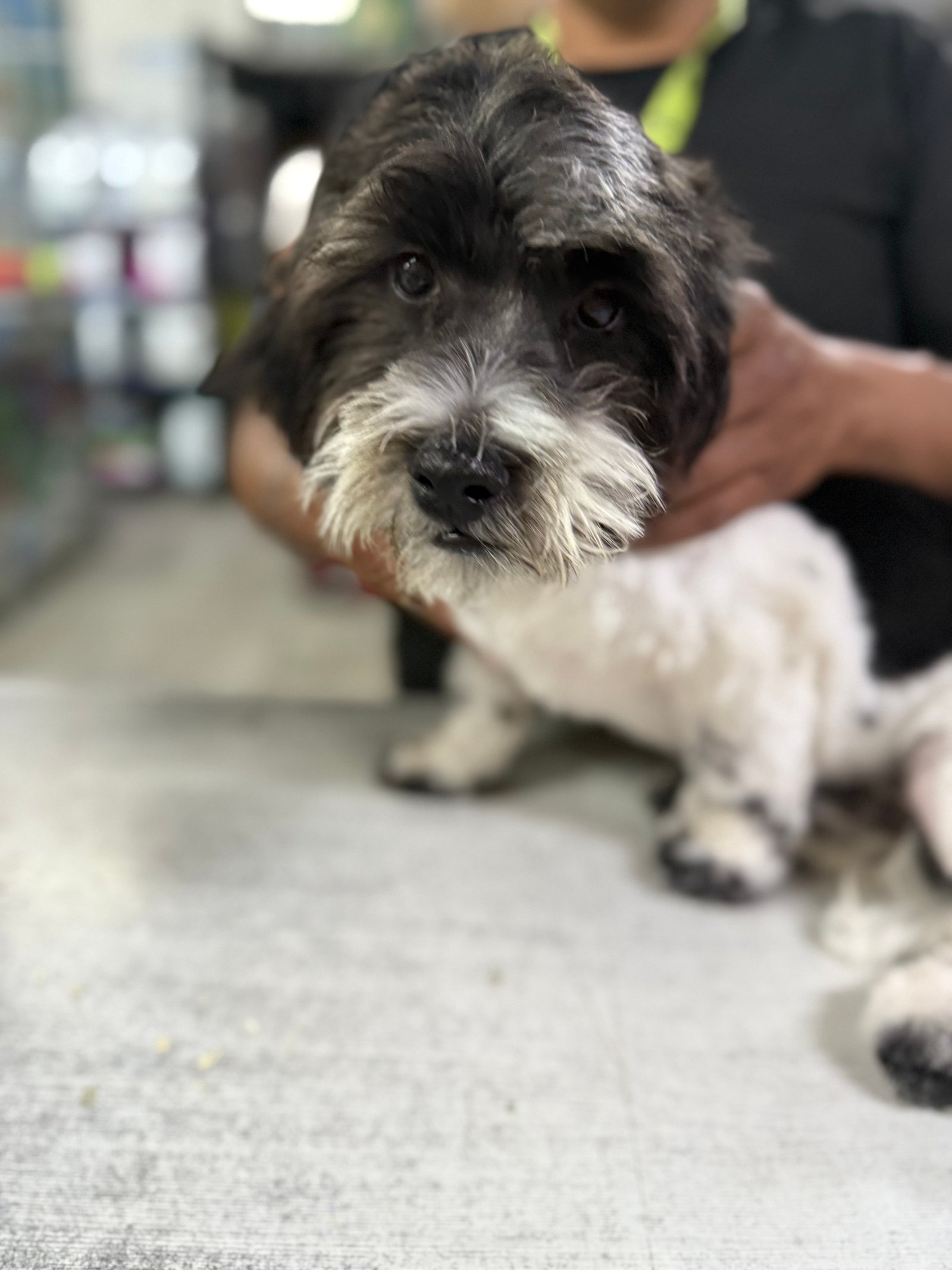 Foto de LUCAS con microchip 990000014164141