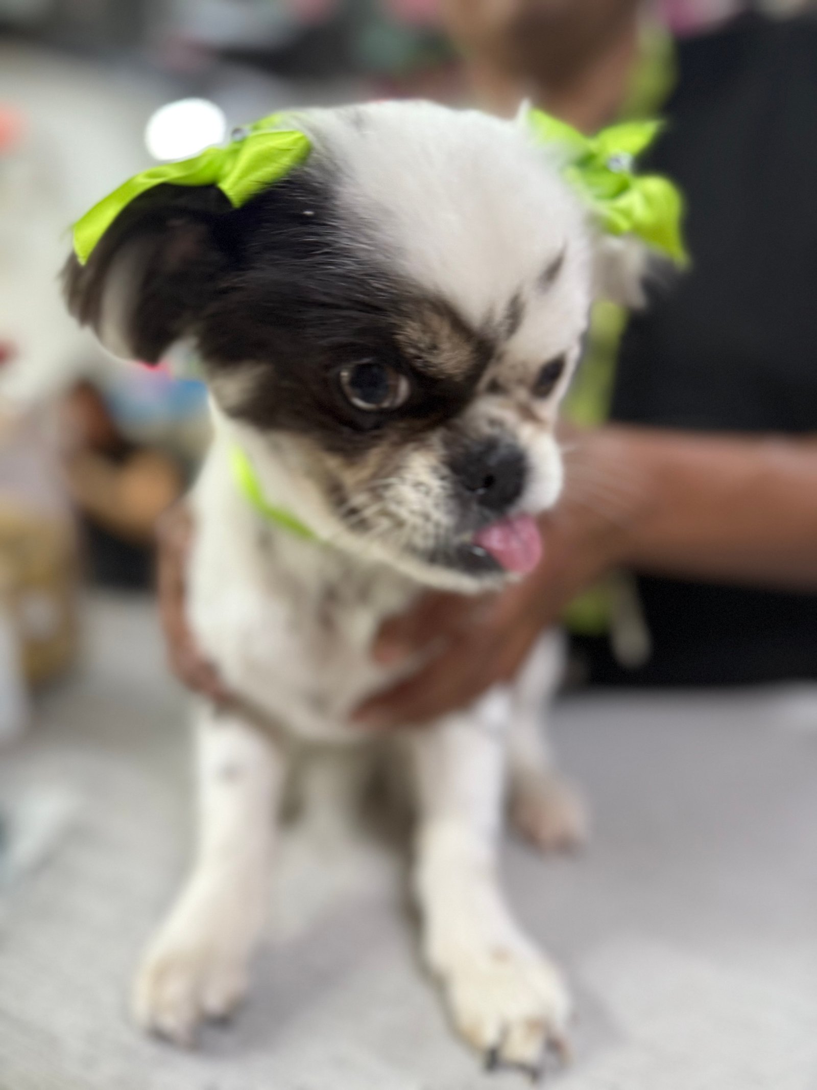 Foto de VAINILLA con microchip 990000014162875